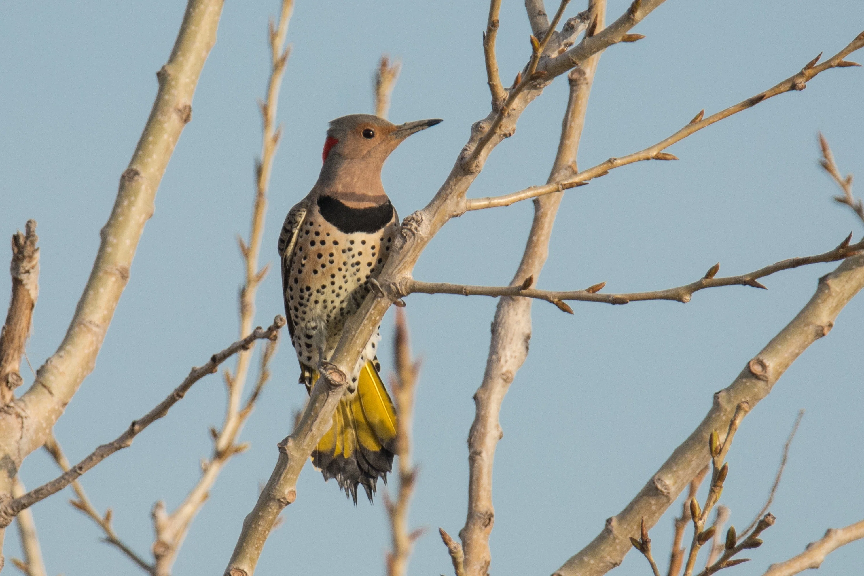 きつつきです シカゴでバードウォッチング！】 Northern Flicker ハシボソキツツキ