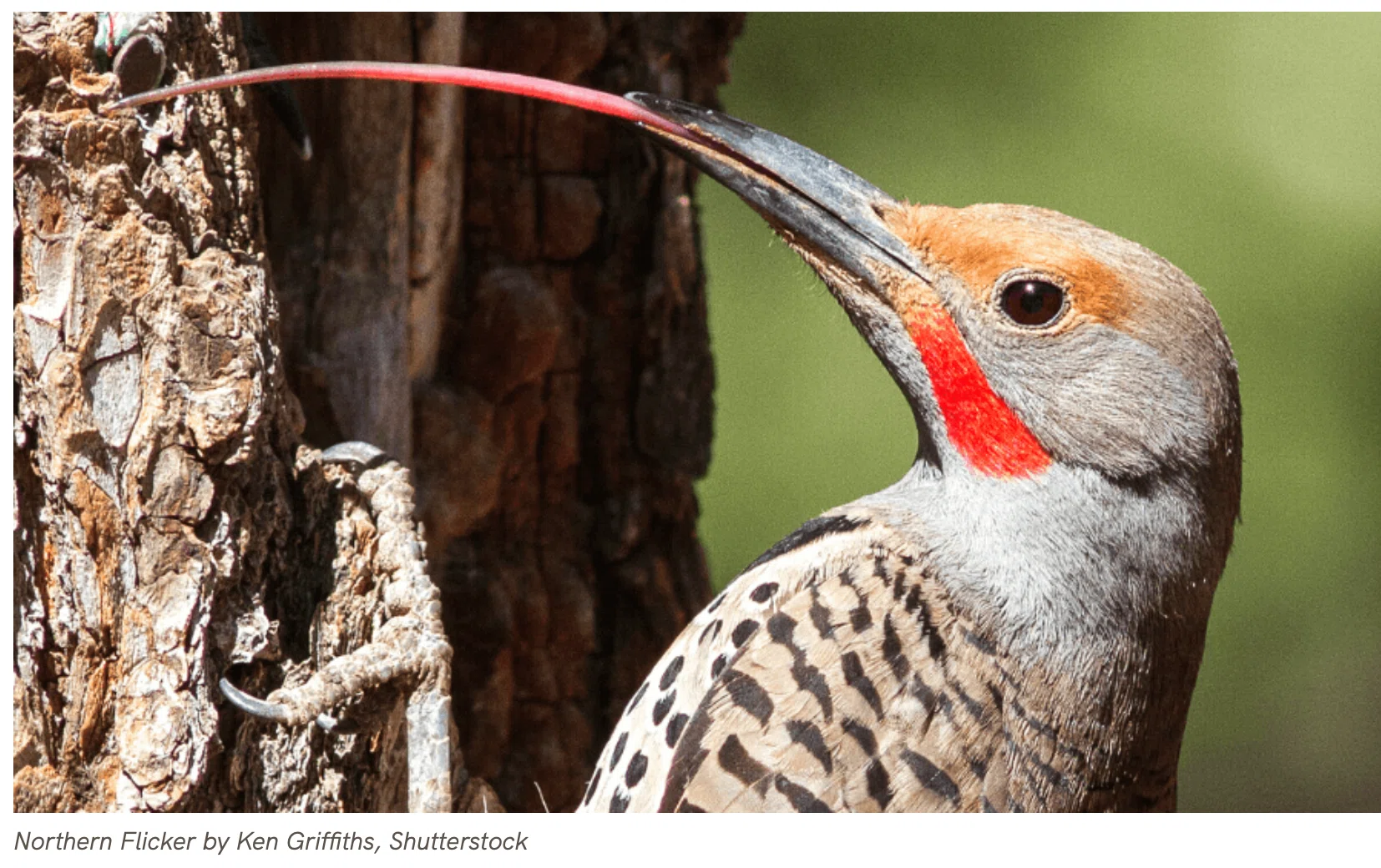 きつつきです シカゴでバードウォッチング！】 Northern Flicker ハシボソキツツキ