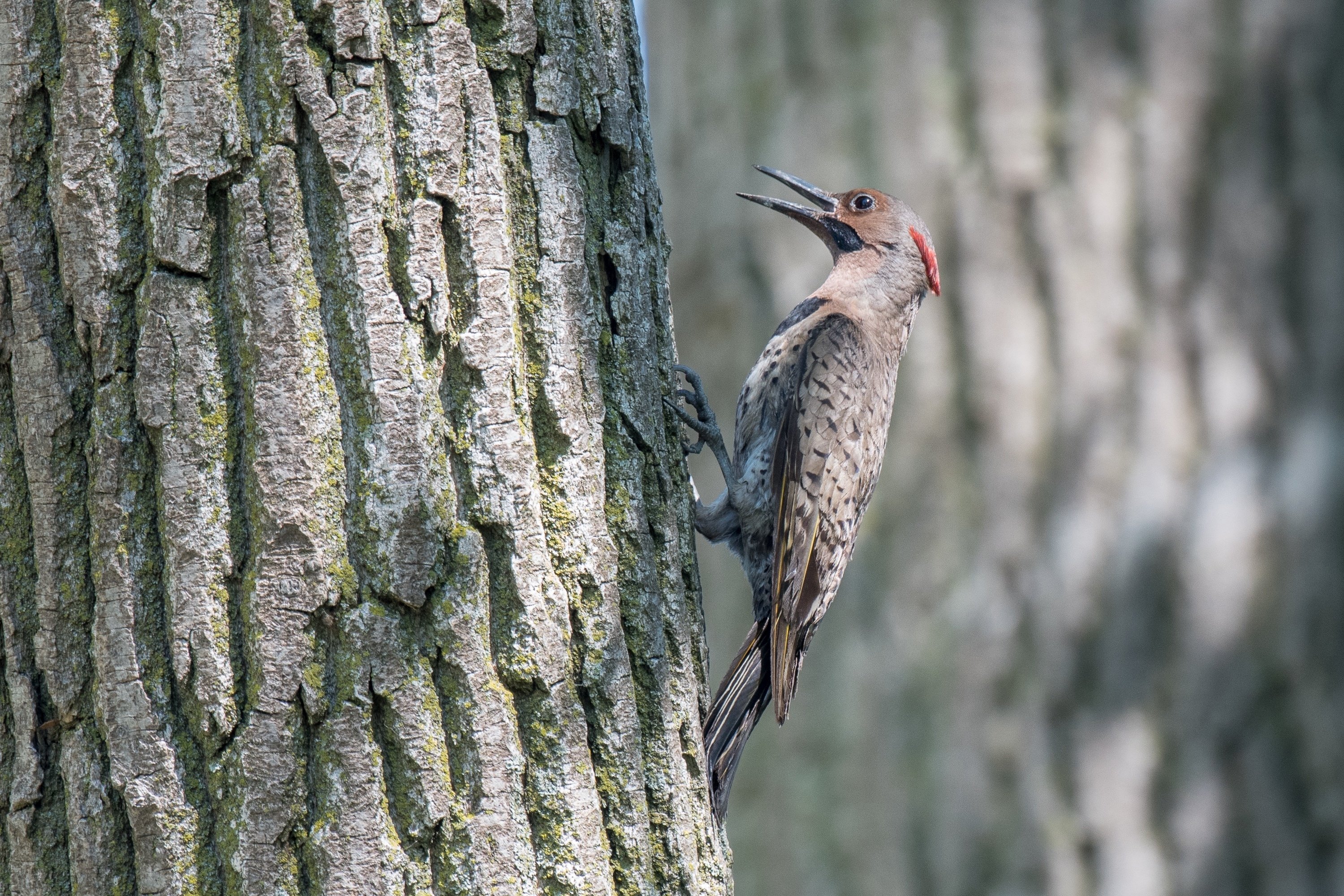 シカゴでバードウォッチング！】 Northern Flicker ハシボソ