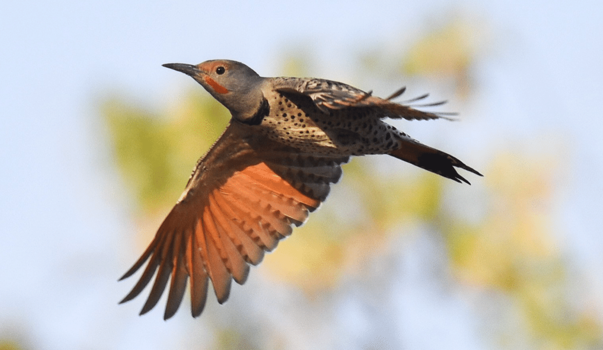 鳥がいく シカゴでバードウォッチング！】 Northern Flicker ハシボソ