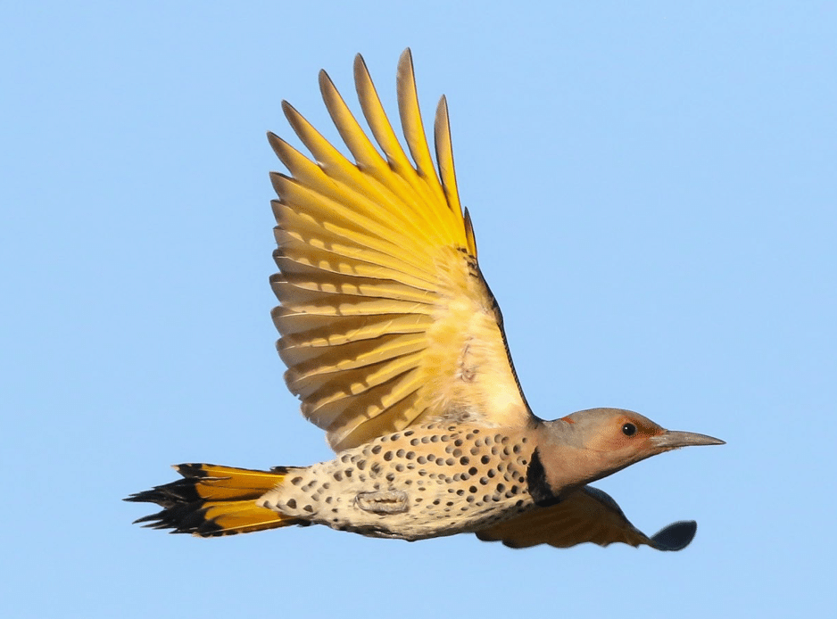 鳥がいく シカゴでバードウォッチング！】 Northern Flicker ハシボソ