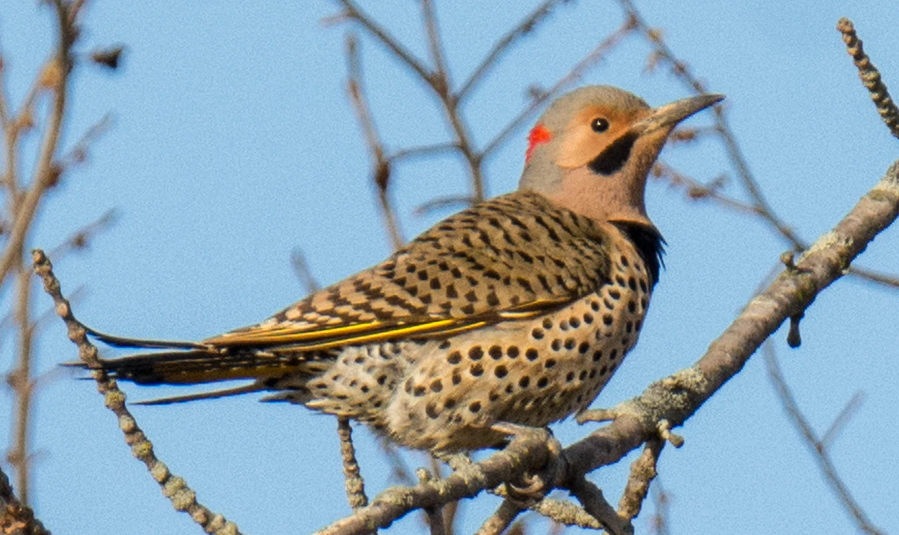 きつつきです シカゴでバードウォッチング！】 Northern Flicker ハシボソキツツキ