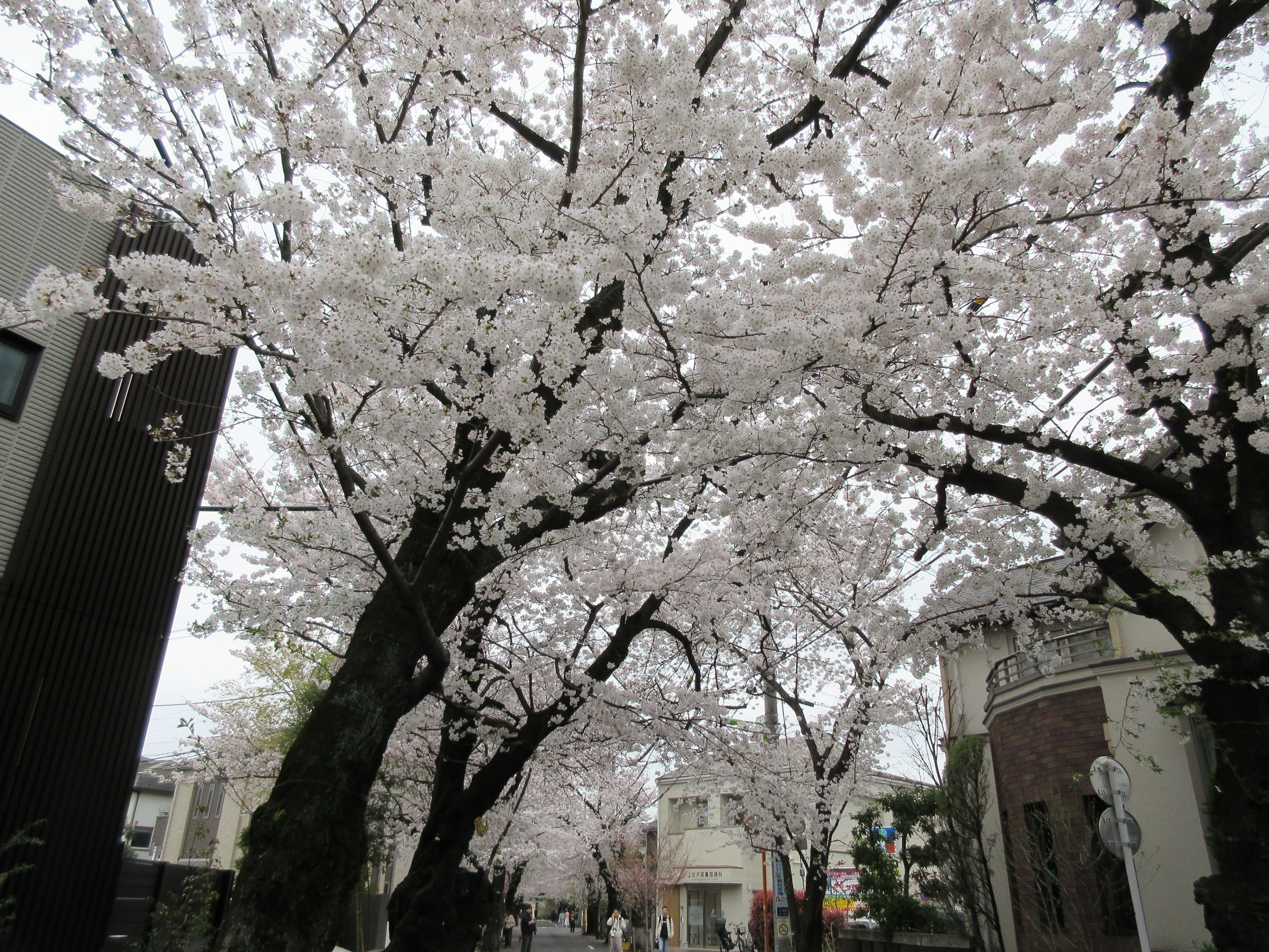 世田谷さんぽ「上北沢の桜並木」｜のぶこ