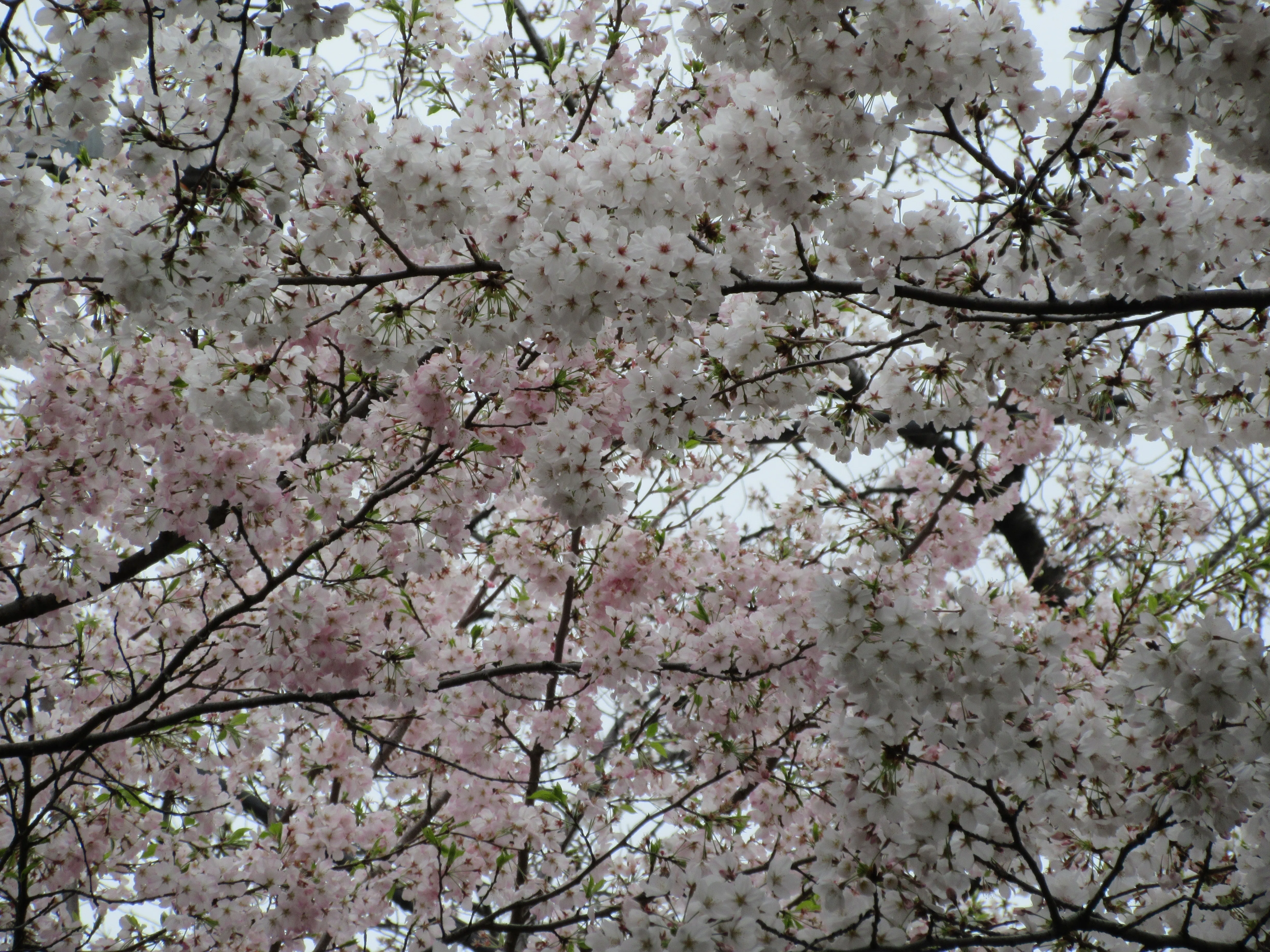 世田谷さんぽ「上北沢の桜並木」｜のぶこ