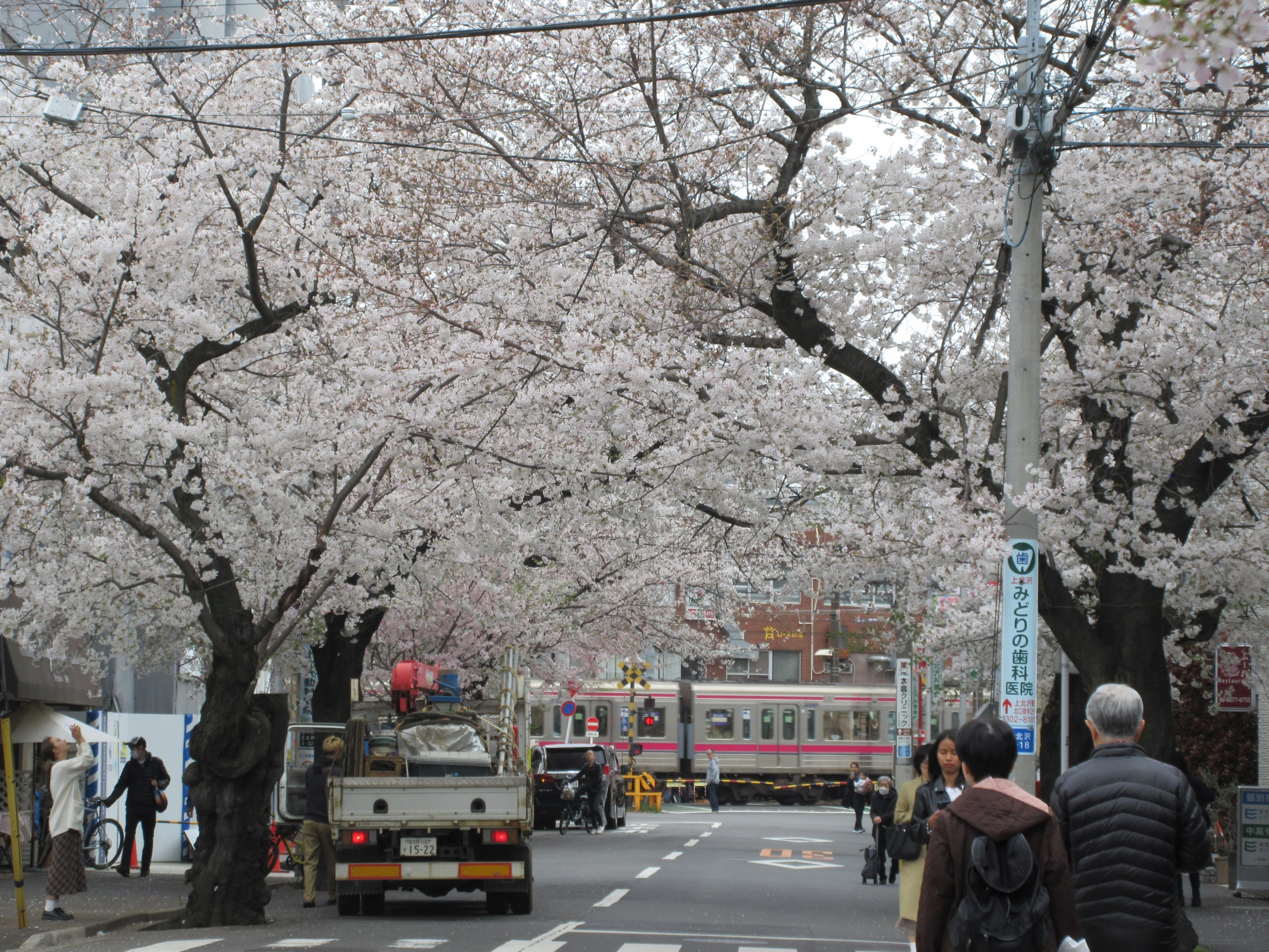 世田谷さんぽ「上北沢の桜並木」｜のぶこ