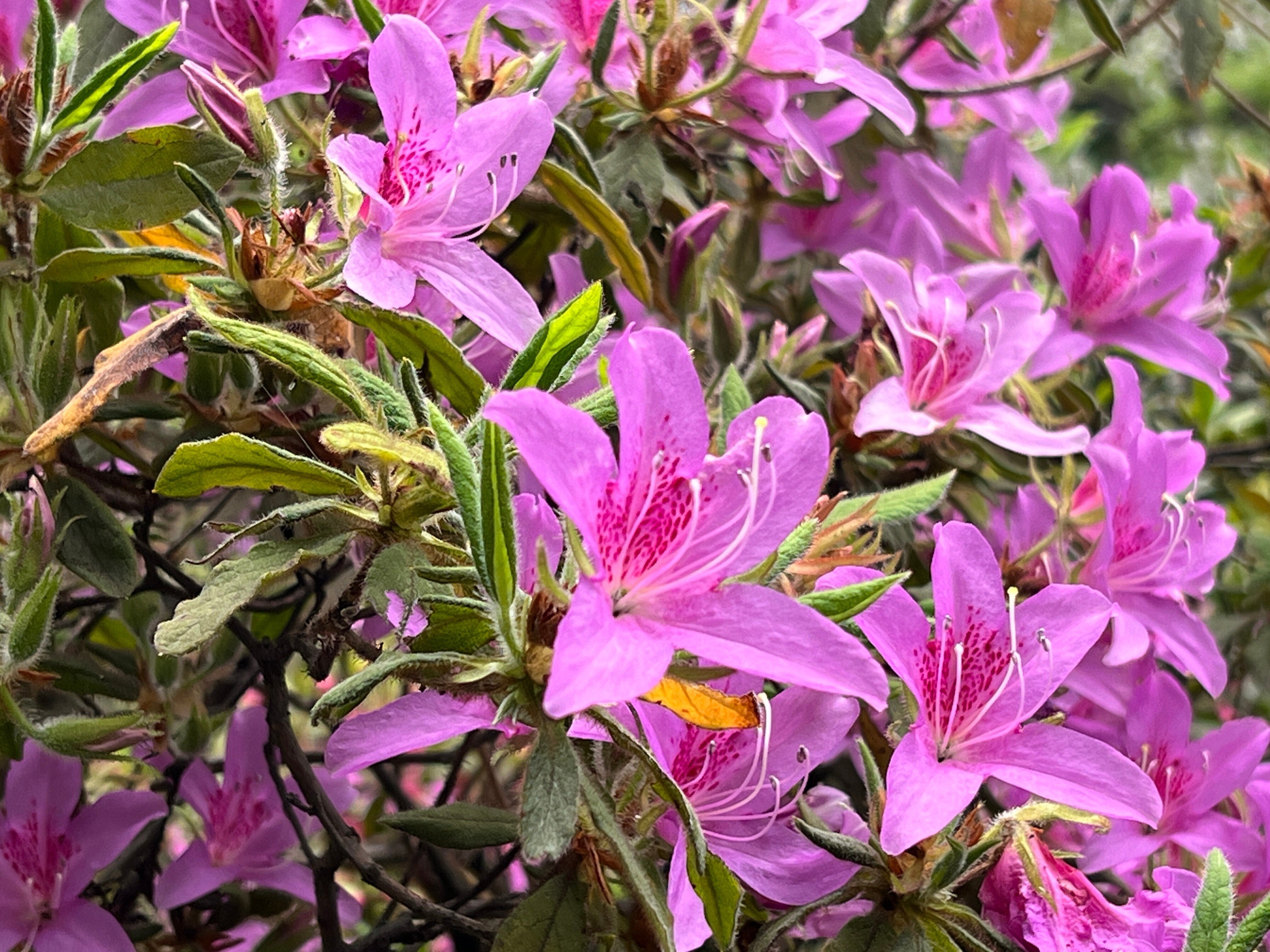 2024.04.06 黐躑躅/黐躑躅”花車”/大山躑躅”飛鳥川”/慶良間躑躅/平戸