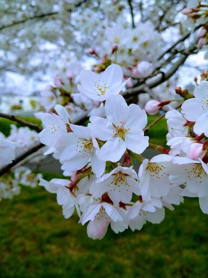 昼さんぽ。ウチのほうでも桜が咲いてきましたよ。今日は曇り空なのでお花見組はそんなにいなくて、お散歩の人が多かったみたいです。来週はどうかな。🌸🌸🌸 #桜 #散歩 