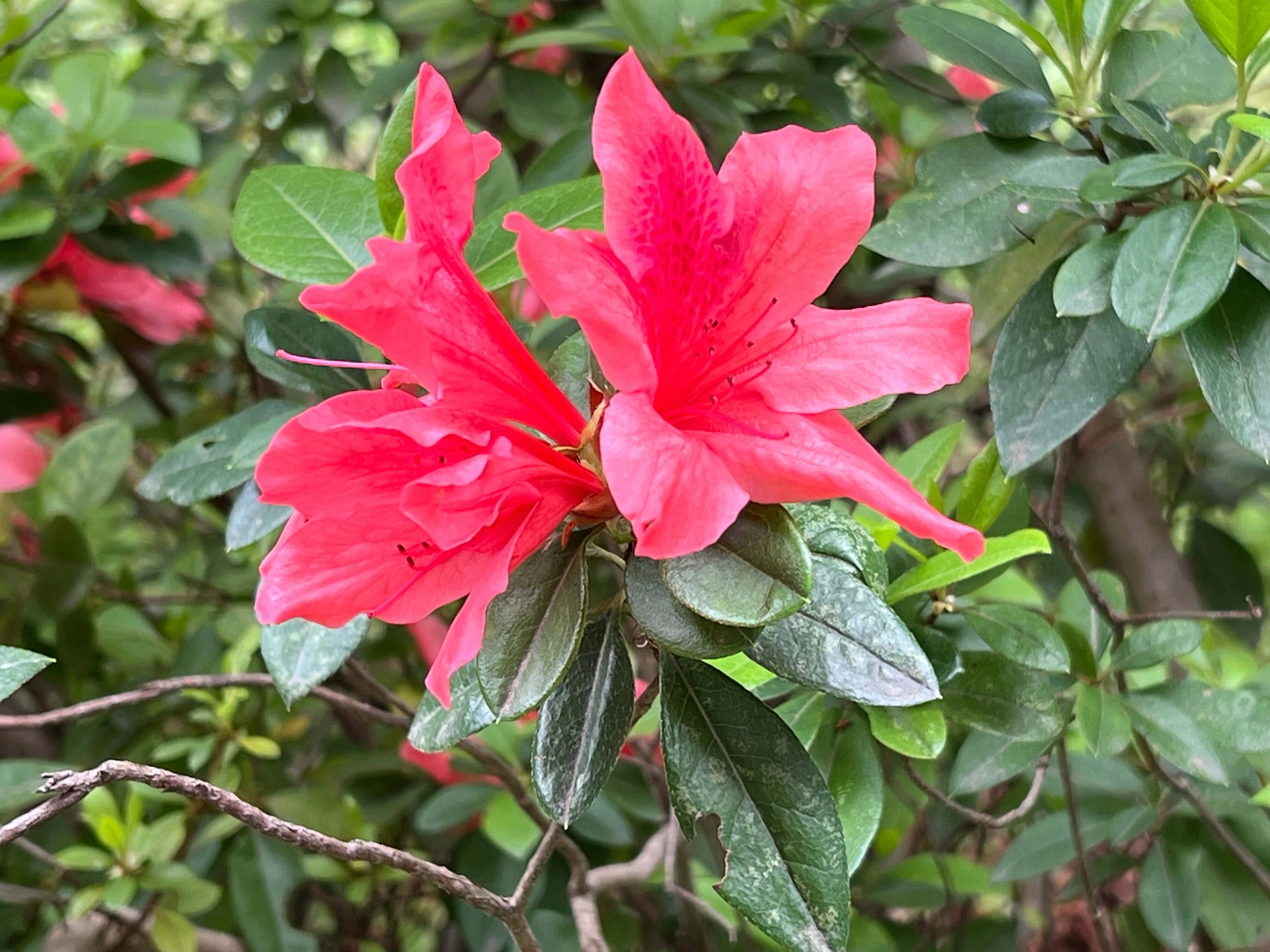 2024.04.06 黐躑躅/黐躑躅”花車”/大山躑躅”飛鳥川”/慶良間躑躅/平戸