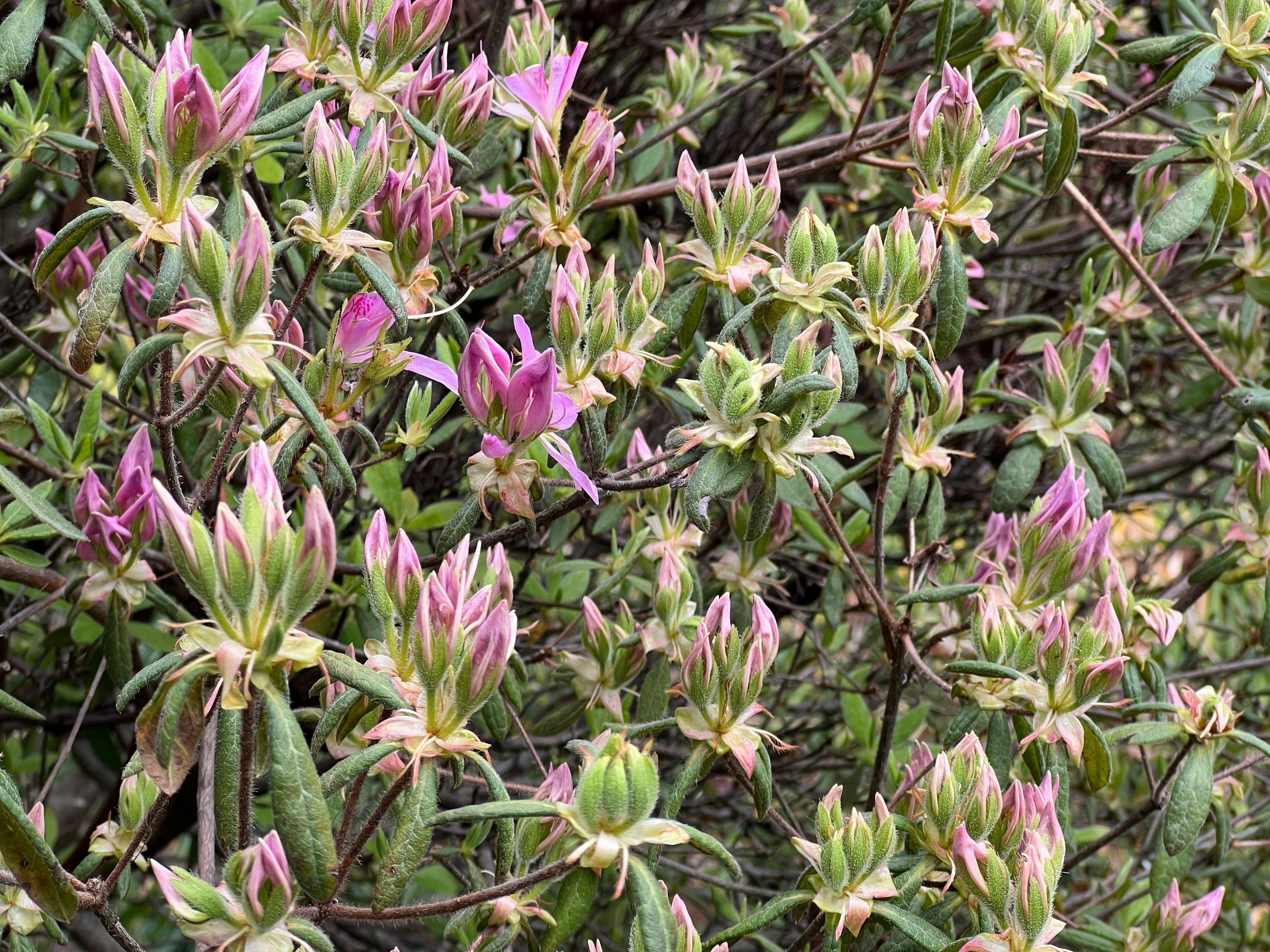 2024.04.06 黐躑躅/黐躑躅”花車”/大山躑躅”飛鳥川”/慶良間躑躅/平戸