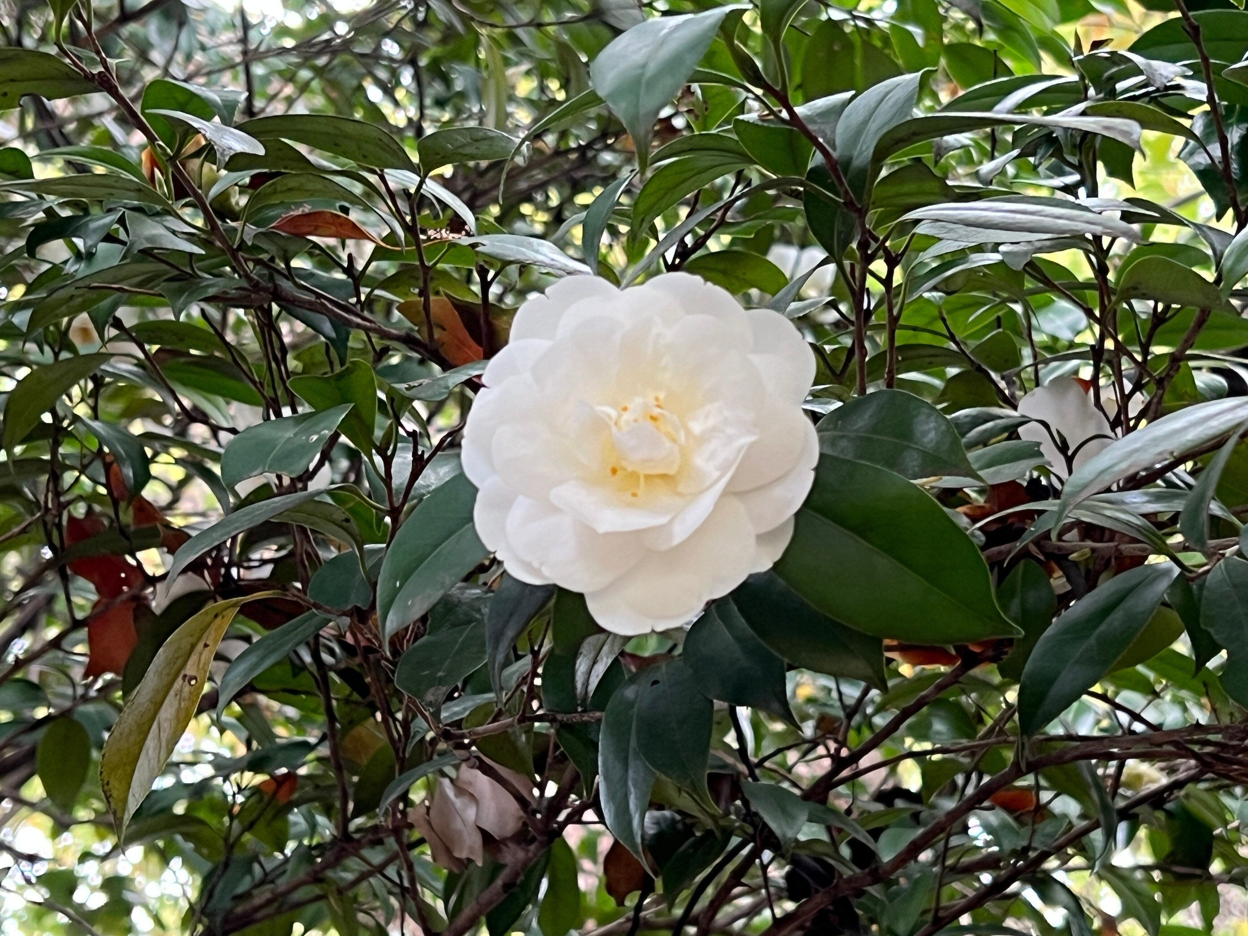 2024.04.06 姫山茶花/薄葉姫山茶花/椿”寒陽袋”/椿”菊更紗”/椿