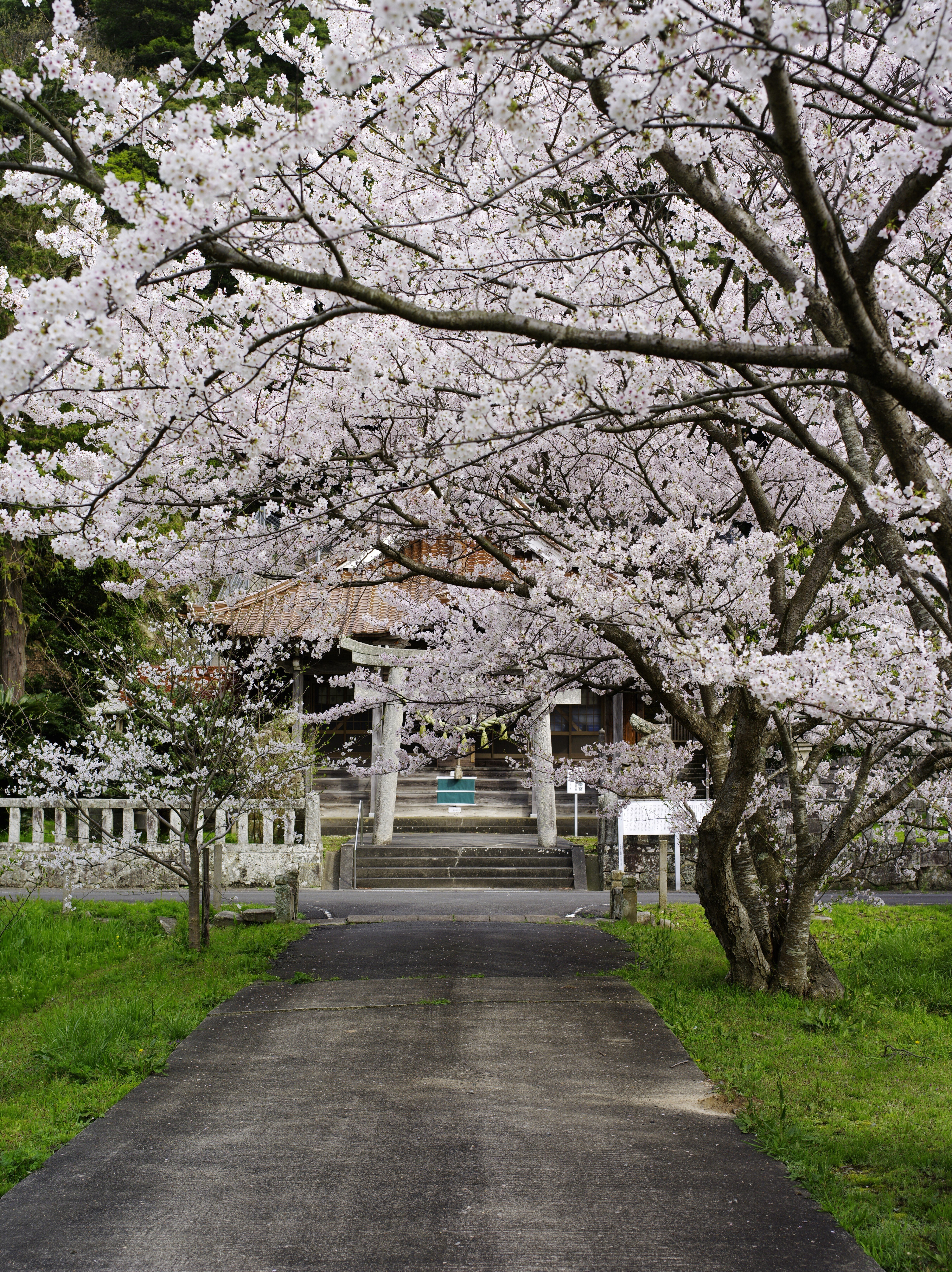 標準と超広角レンズで撮る桜｜鉄人