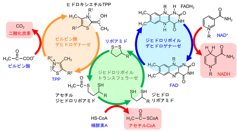 有機化学で代謝経路を理解しよう！10｜福島和明