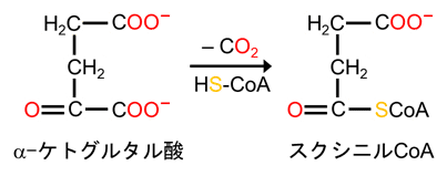 有機化学で代謝経路を理解しよう!12|福島和明