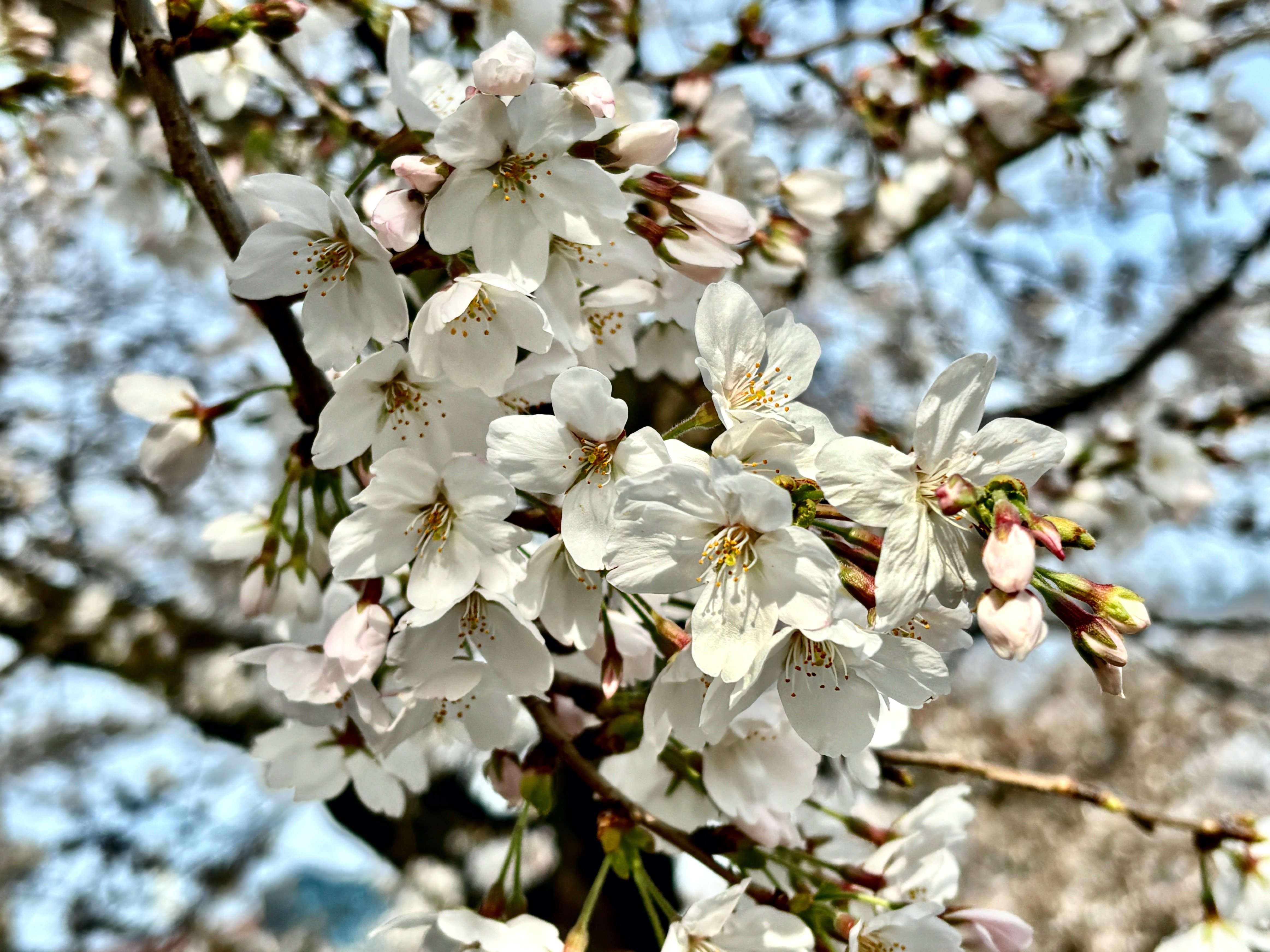 桜2024 『二ヶ領用水』（神奈川県川崎市）｜アッシュ（山茶花）