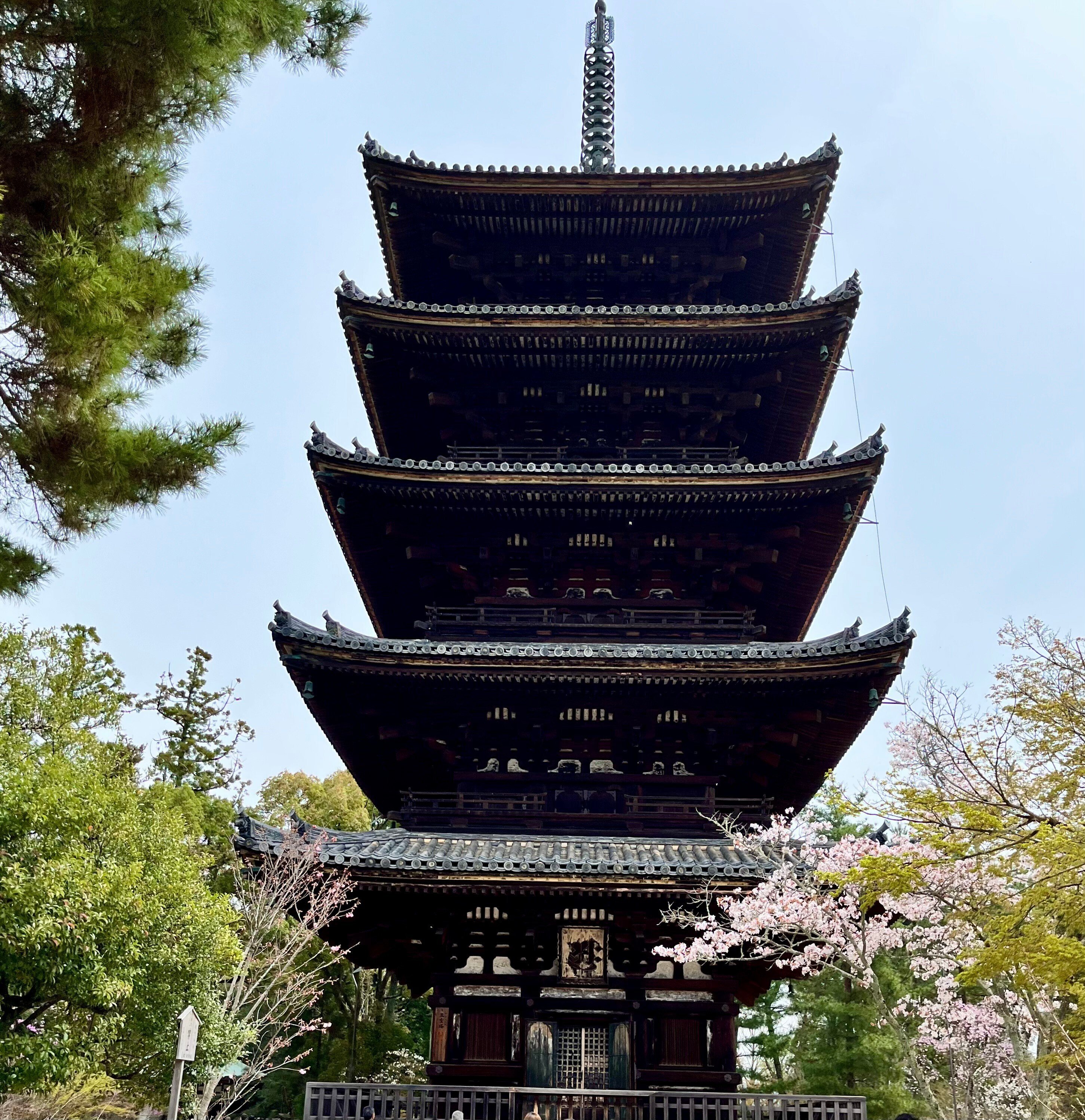 そうだ 御室桜を見に、仁和寺へ行こう。｜京都ノート