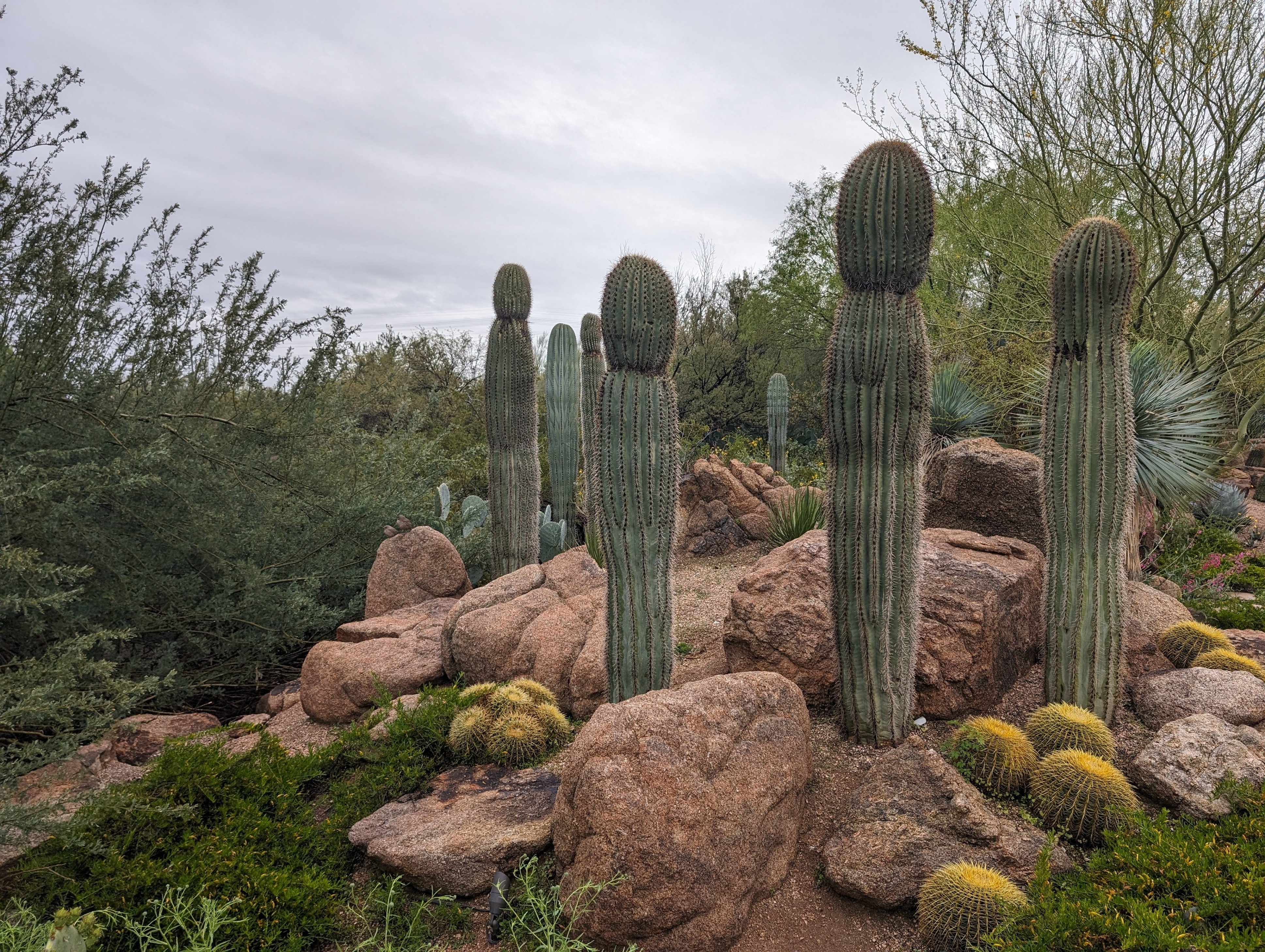 フェニックス旅行記 -サボテンと楽器とスコッツデール-｜福原たまねぎ