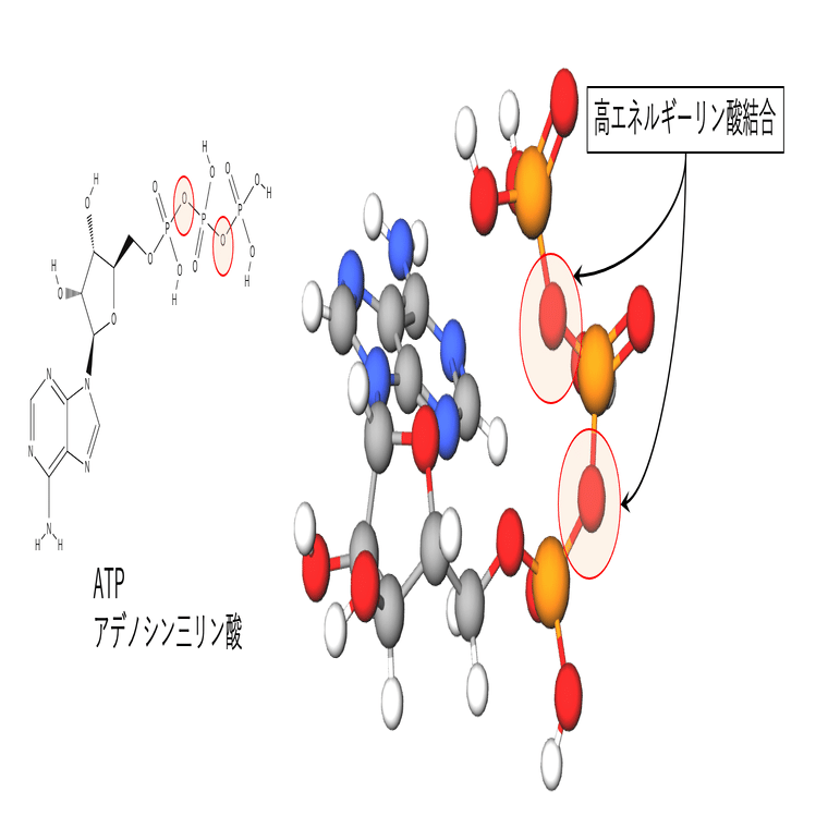 Off Flavor入門〜⑪代謝と酵素｜Shiro Yamada