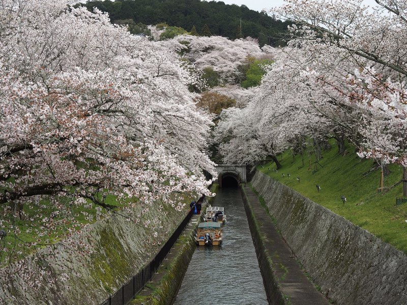 大津市の桜名所といえばここ。琵琶湖疏水は、琵琶湖から京都市へと水道水を供給するための水路。山に向かって水が流れていきます。