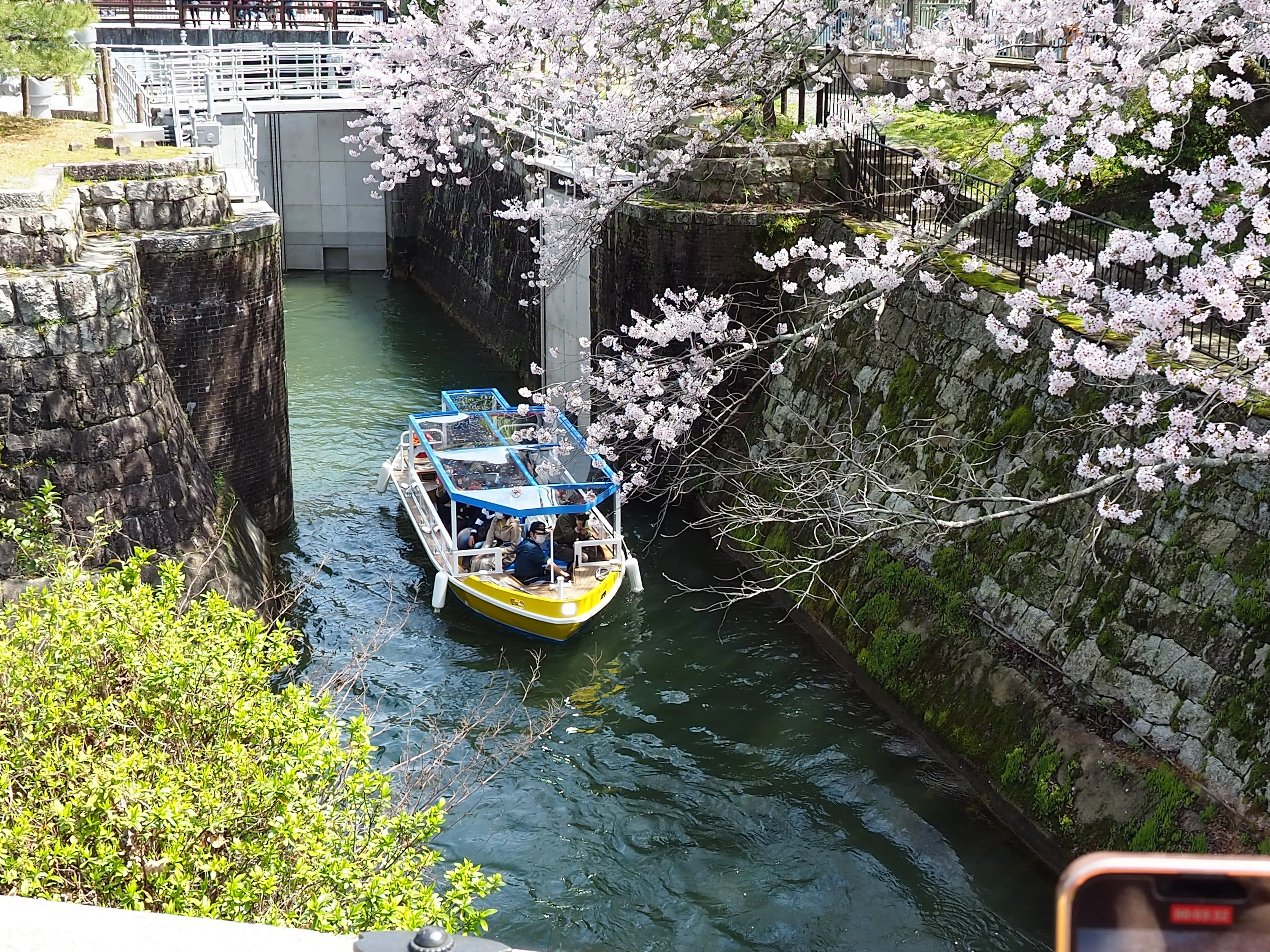 桜満開（川口公園〜琵琶湖疏水）｜Akio van der Meer