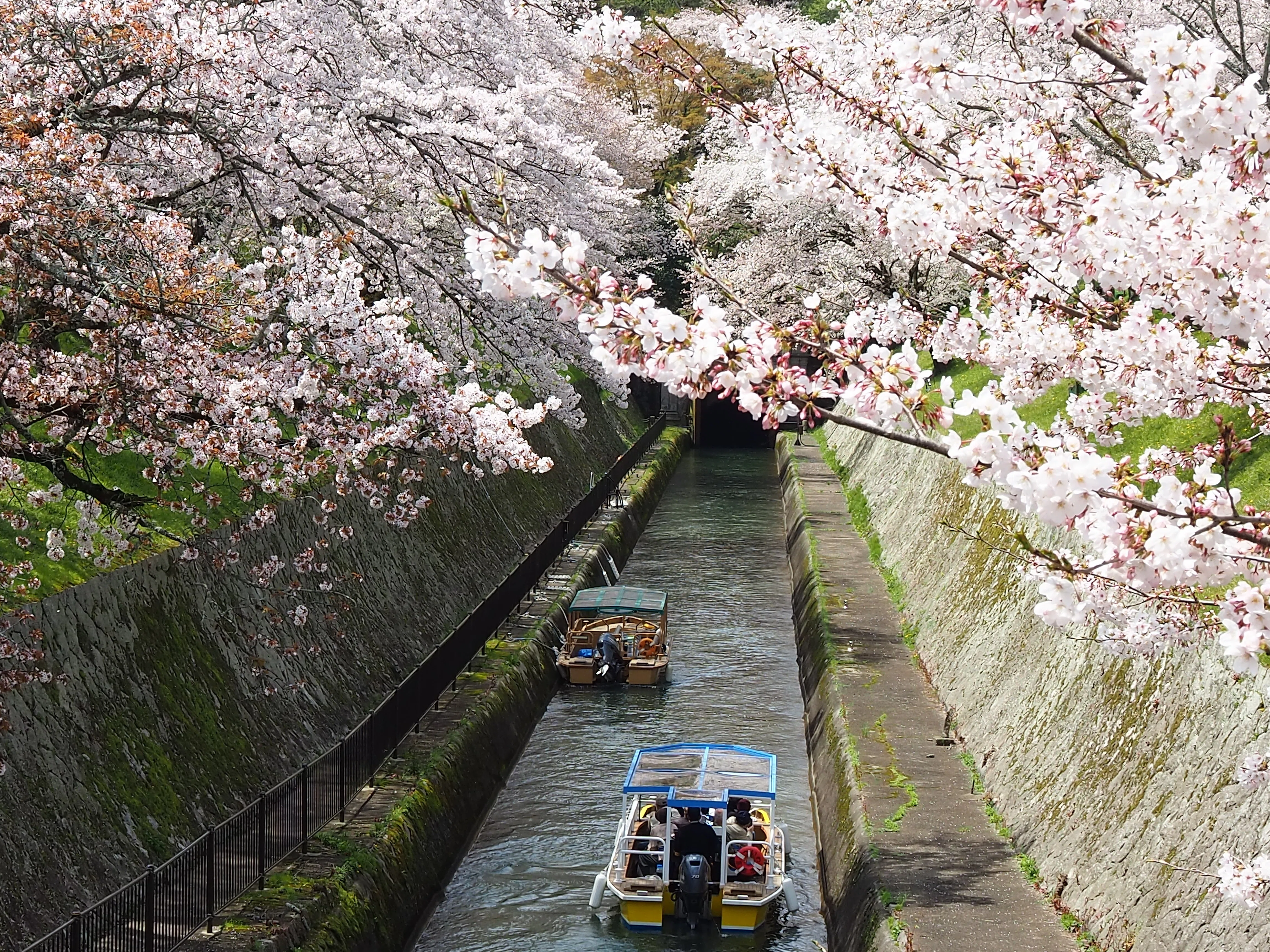 桜満開（川口公園〜琵琶湖疏水）｜Akio van der Meer