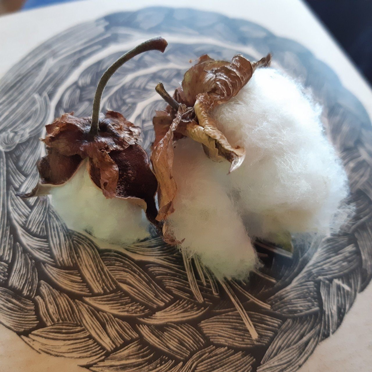 綿が布になるまで｜Tomomi Tsuri