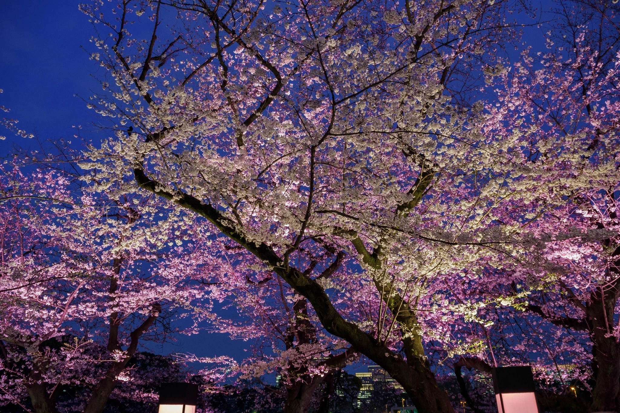 4/4 千鳥ヶ淵の夜桜｜七語零黎の「青・空・虹」