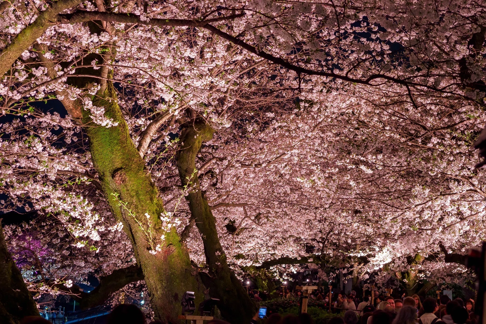 4/4 千鳥ヶ淵の夜桜｜七語零黎の「青・空・虹」