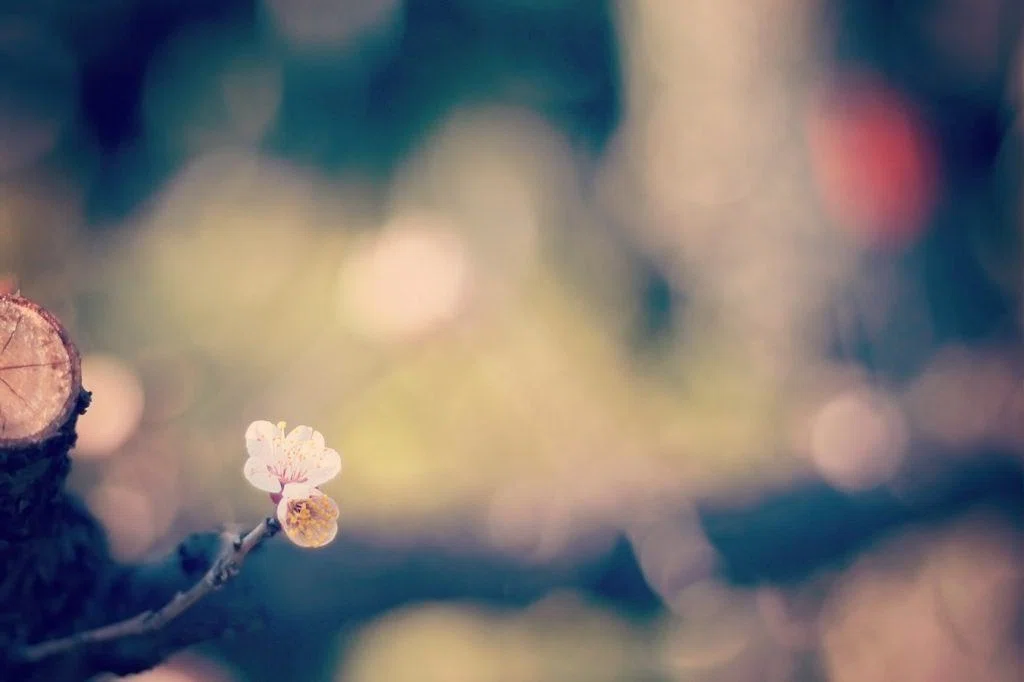 梅の花の一枝