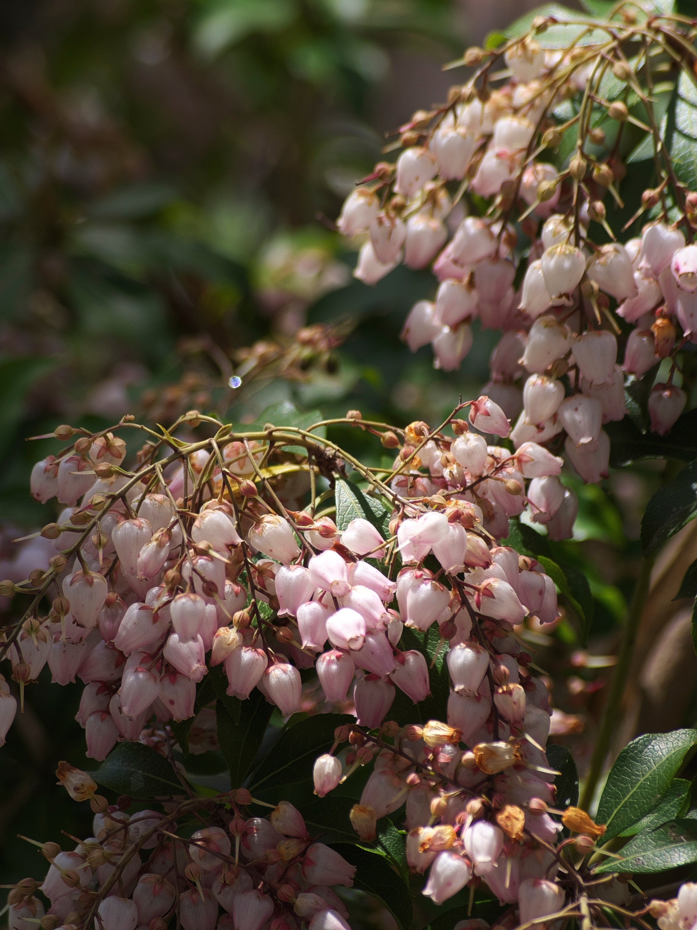 SIGMA 55-200mmF4-5.6 DC (フォーサーズ用)｜夢望庵 / Mubou-an