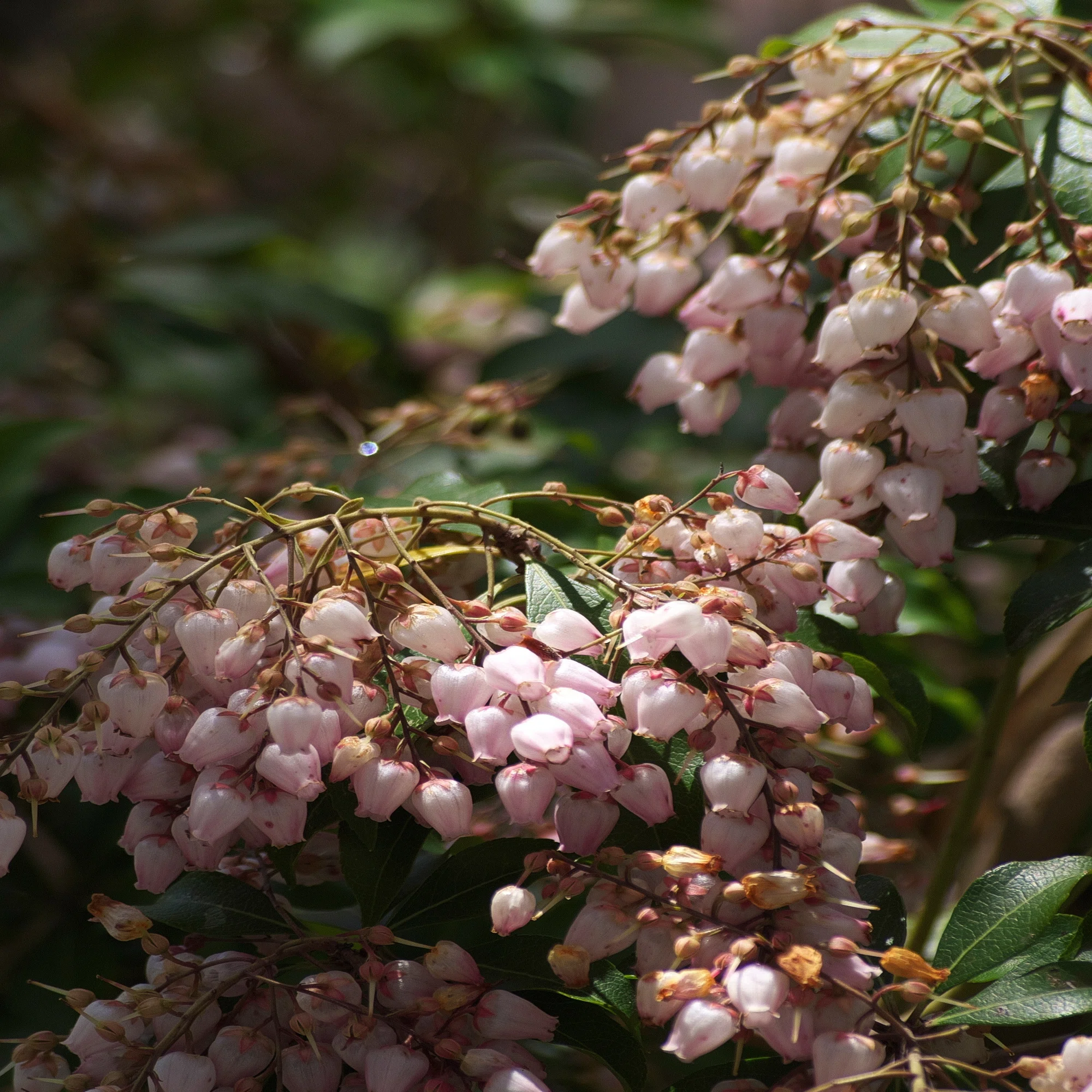 SIGMA 55-200mmF4-5.6 DC (フォーサーズ用)｜夢望庵 / Mubou-an