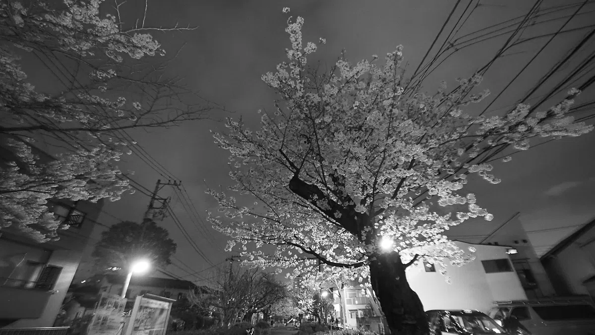 夜桜をモノクロ＋ストロボで撮ってみた。「願はくは花の下にて春死なむ