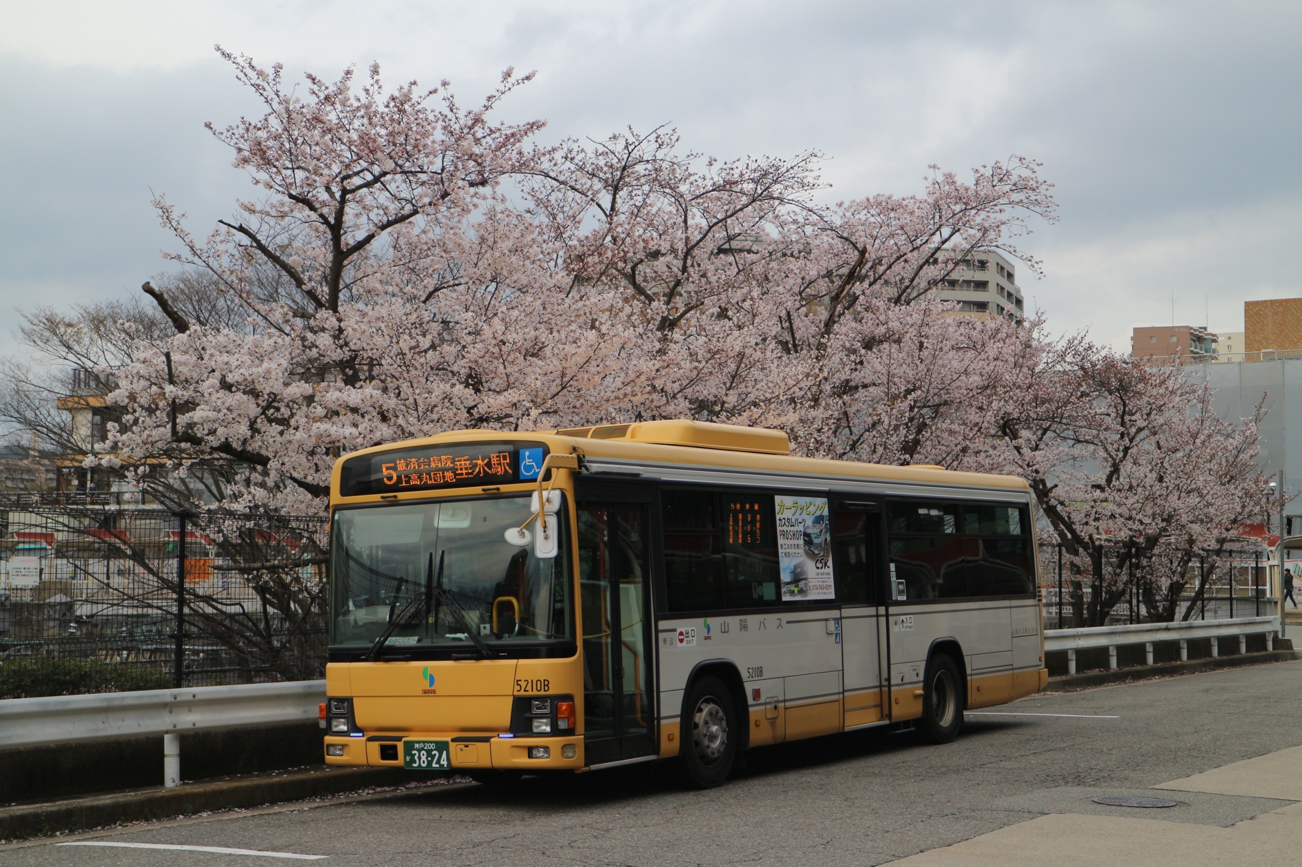 山陽バス】名谷駅バスターミナルの桜2024｜垂水の止利