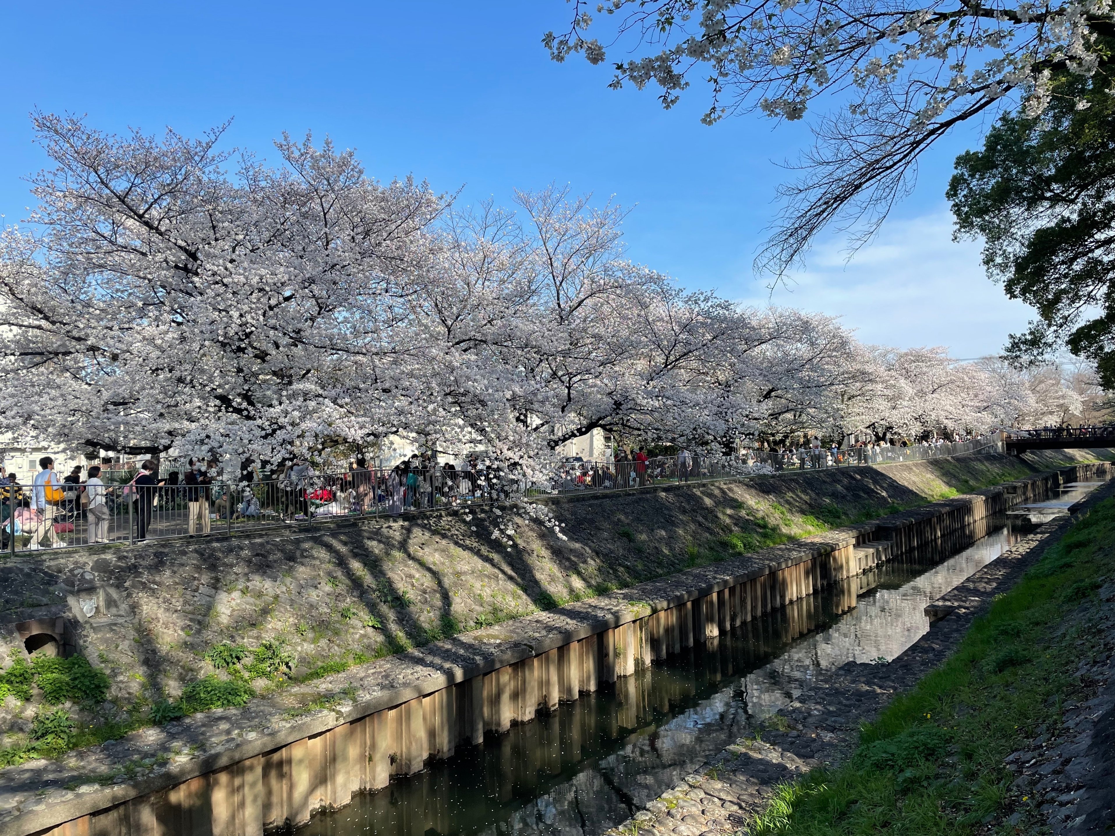 Diaryというか心象?_桜咲く季節は｜okona