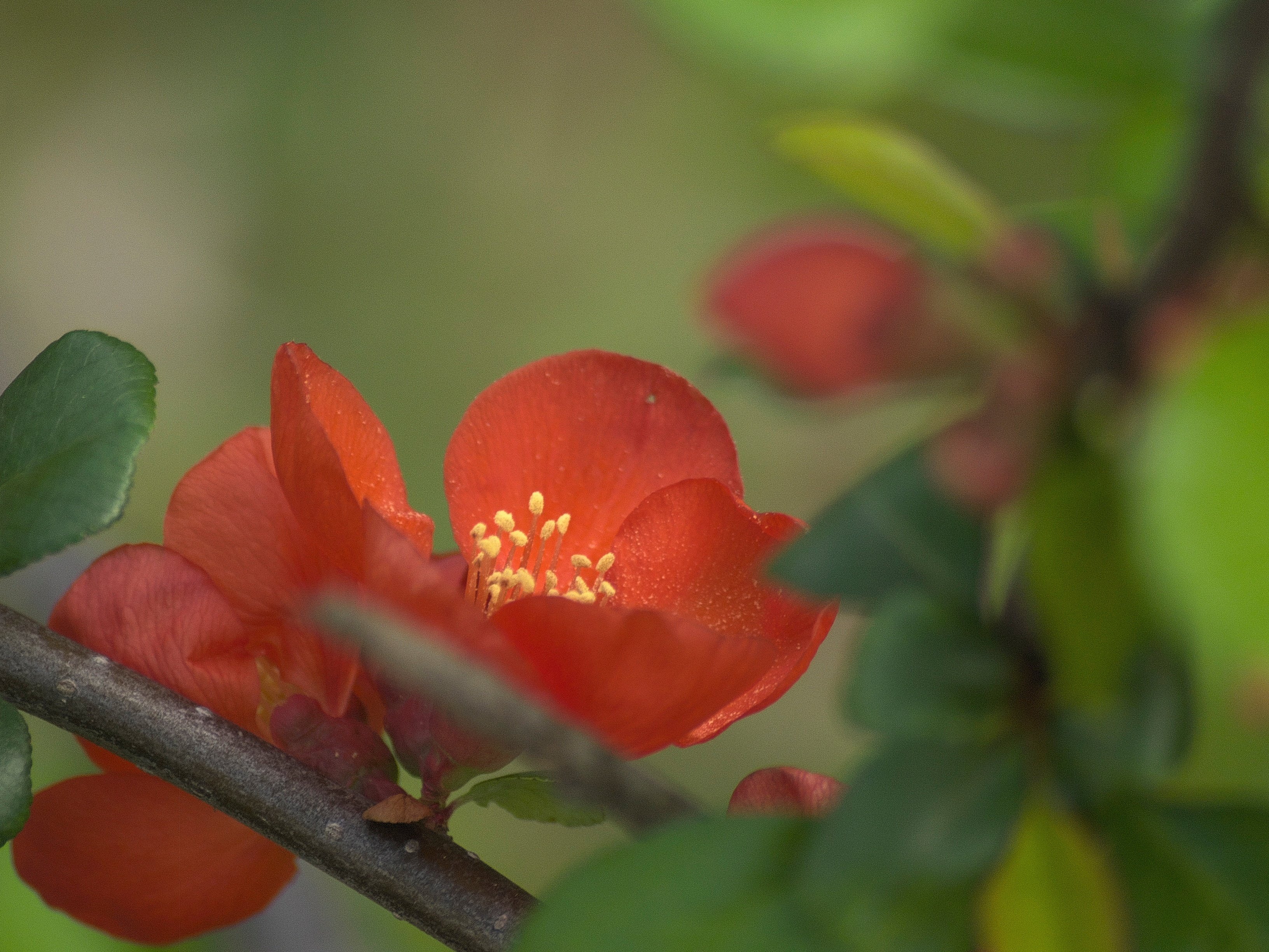 SIGMA 55-200mmF4-5.6 DC (フォーサーズ用)|夢望庵 / Mubou-an SIGMA 55-200mmF4-5.6 DC (フォーサーズ用)|夢望庵 / Mubou-an