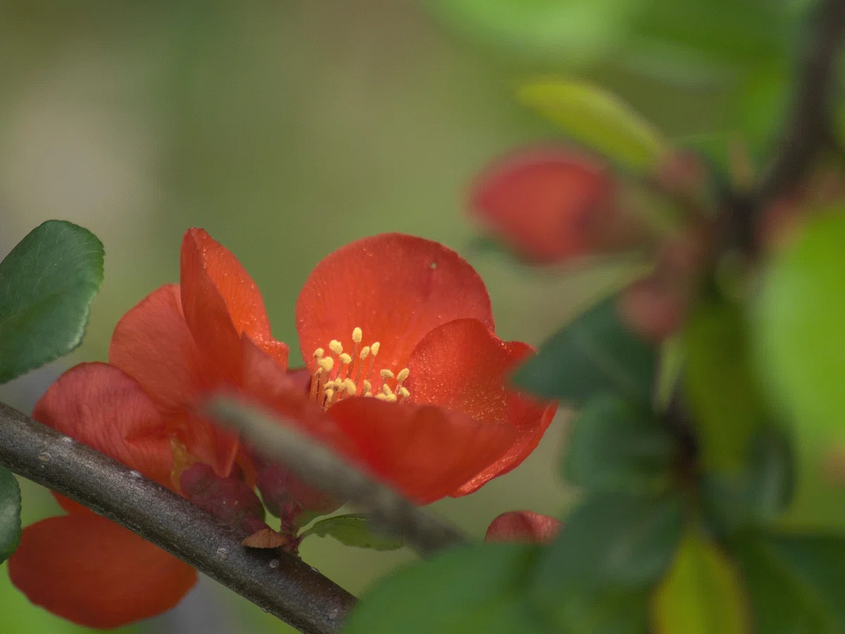 SIGMA 55-200mmF4-5.6 DC (フォーサーズ用)｜夢望庵 / Mubou-an