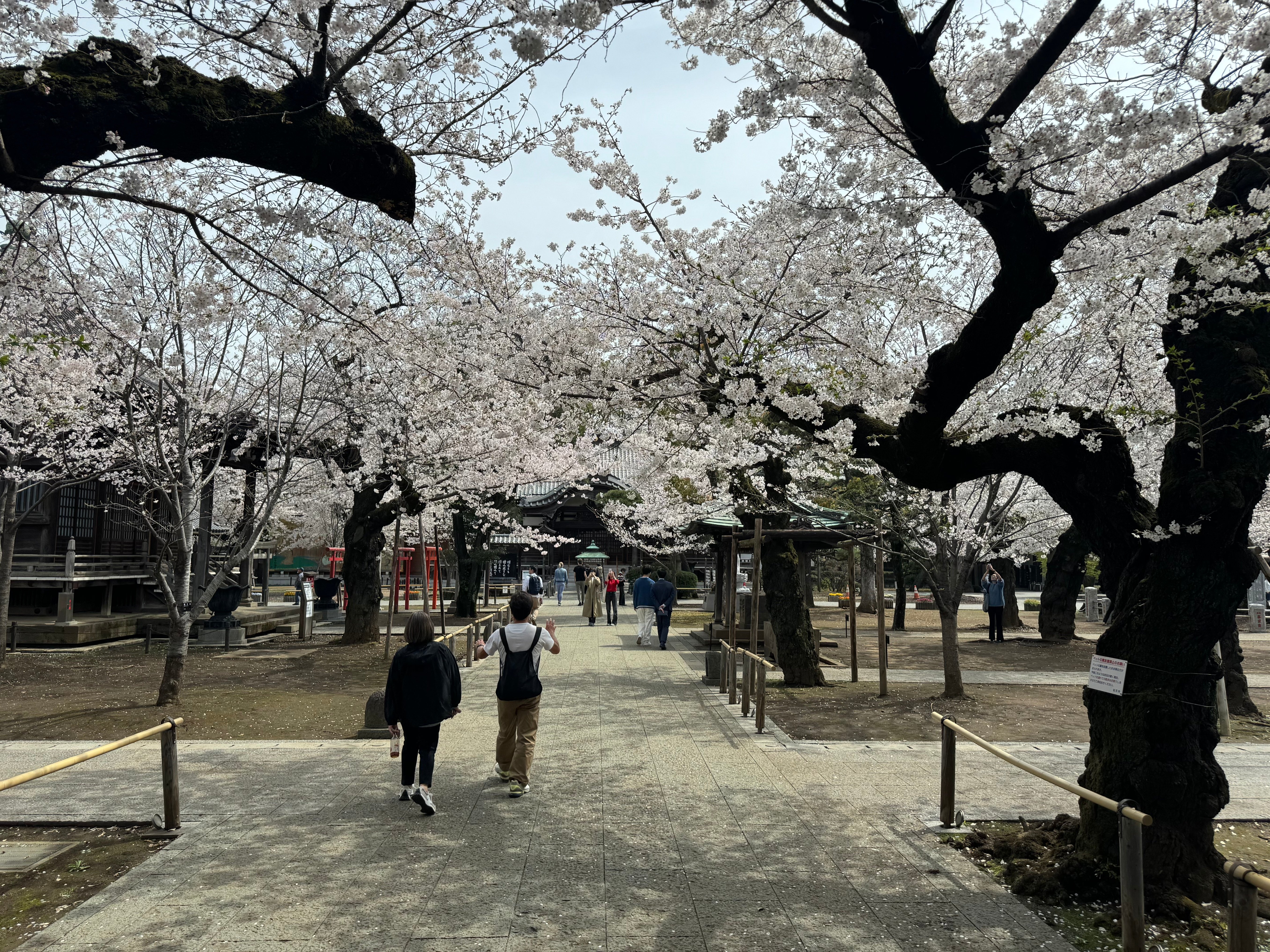 4月の祐天寺｜祐天寺駅周辺の魅力を発信する会【公式note】