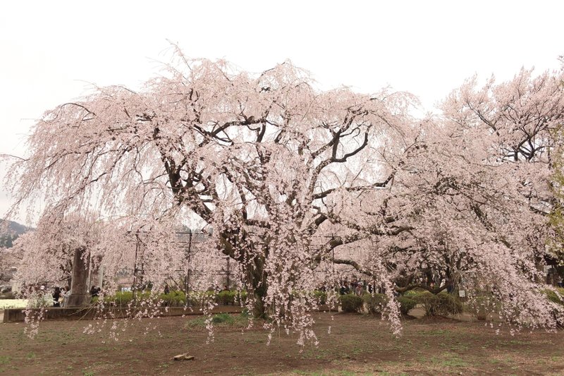 巨大な垂れ桜