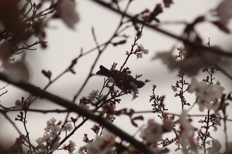 桜にとまる鳥