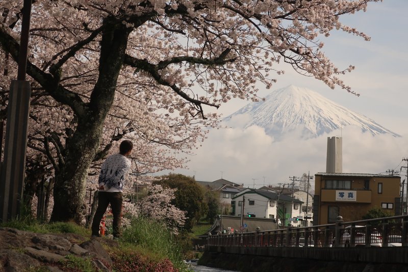 富士山と桜をバックにしたわたし