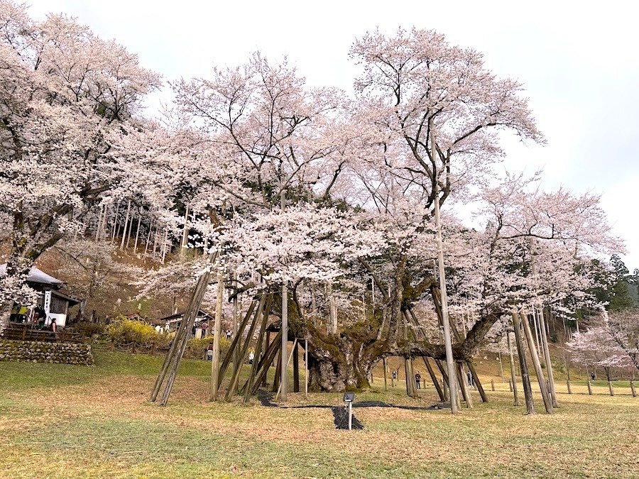 美品 掛け軸 守野千代筆「梶尾谷の淡墨桜」シルクスクリーン 楽天市場】宇野千代 うす墨の桜 桜 絵画 淡墨桜 岐阜県本巣市