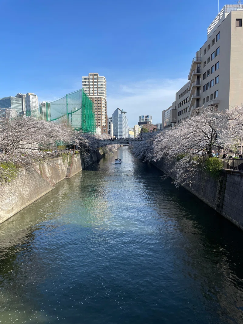 目黒川の桜｜株式会社コロン