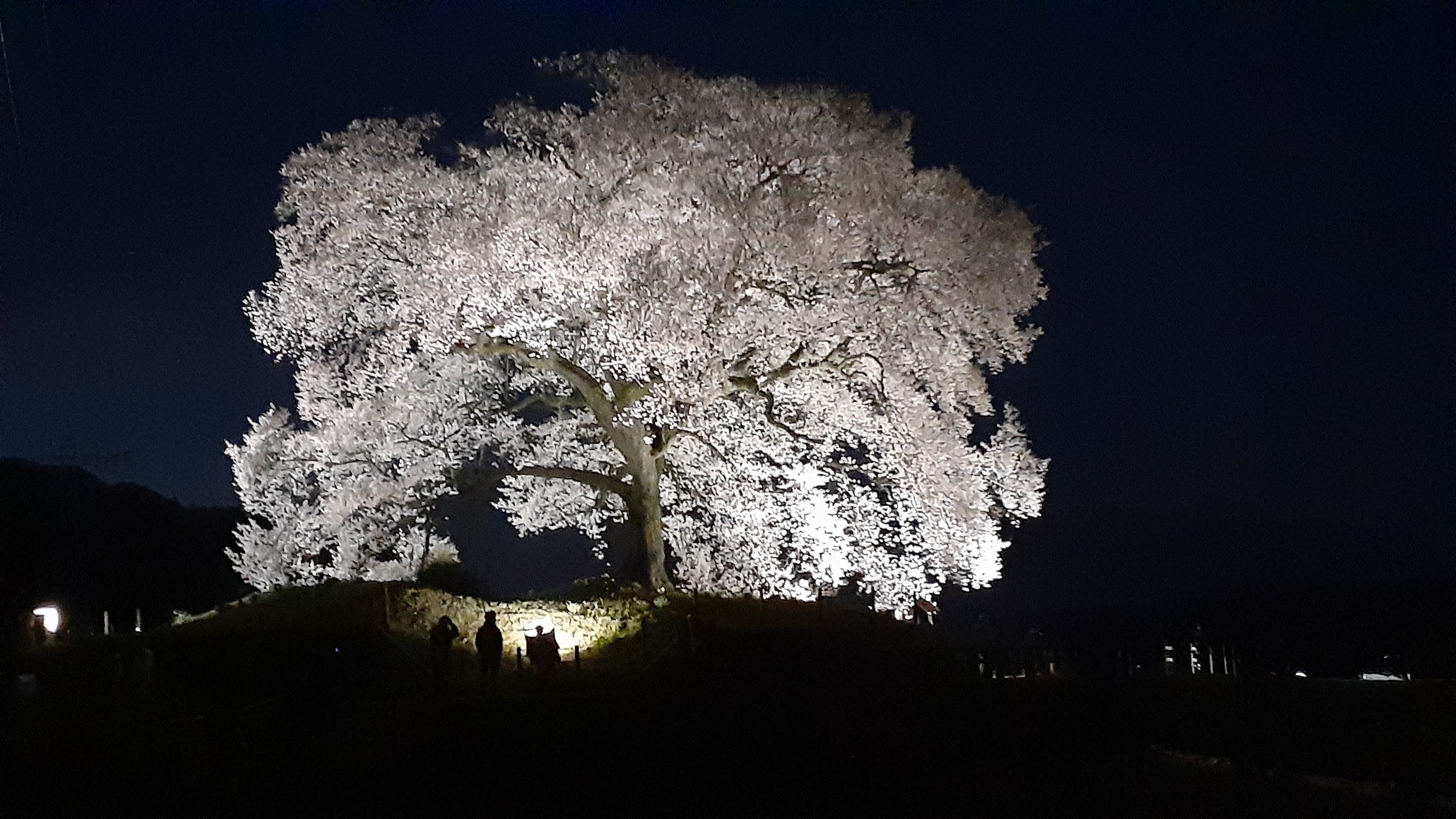 わに塚の桜】ライトアップ、韮崎の一本桜(2024.4.4)｜あずさ＠訪問記