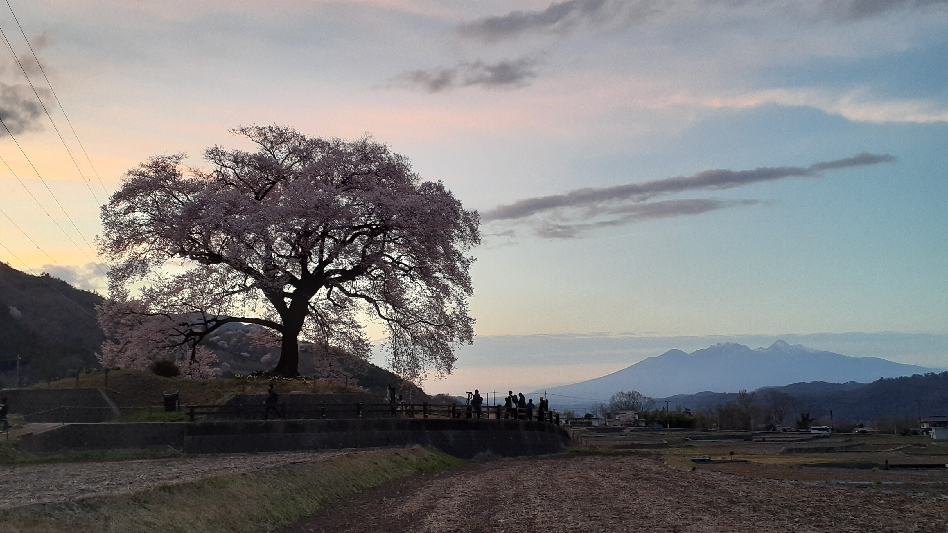 わに塚の桜】ライトアップ、韮崎の一本桜(2024.4.4)｜あずさ＠訪問記
