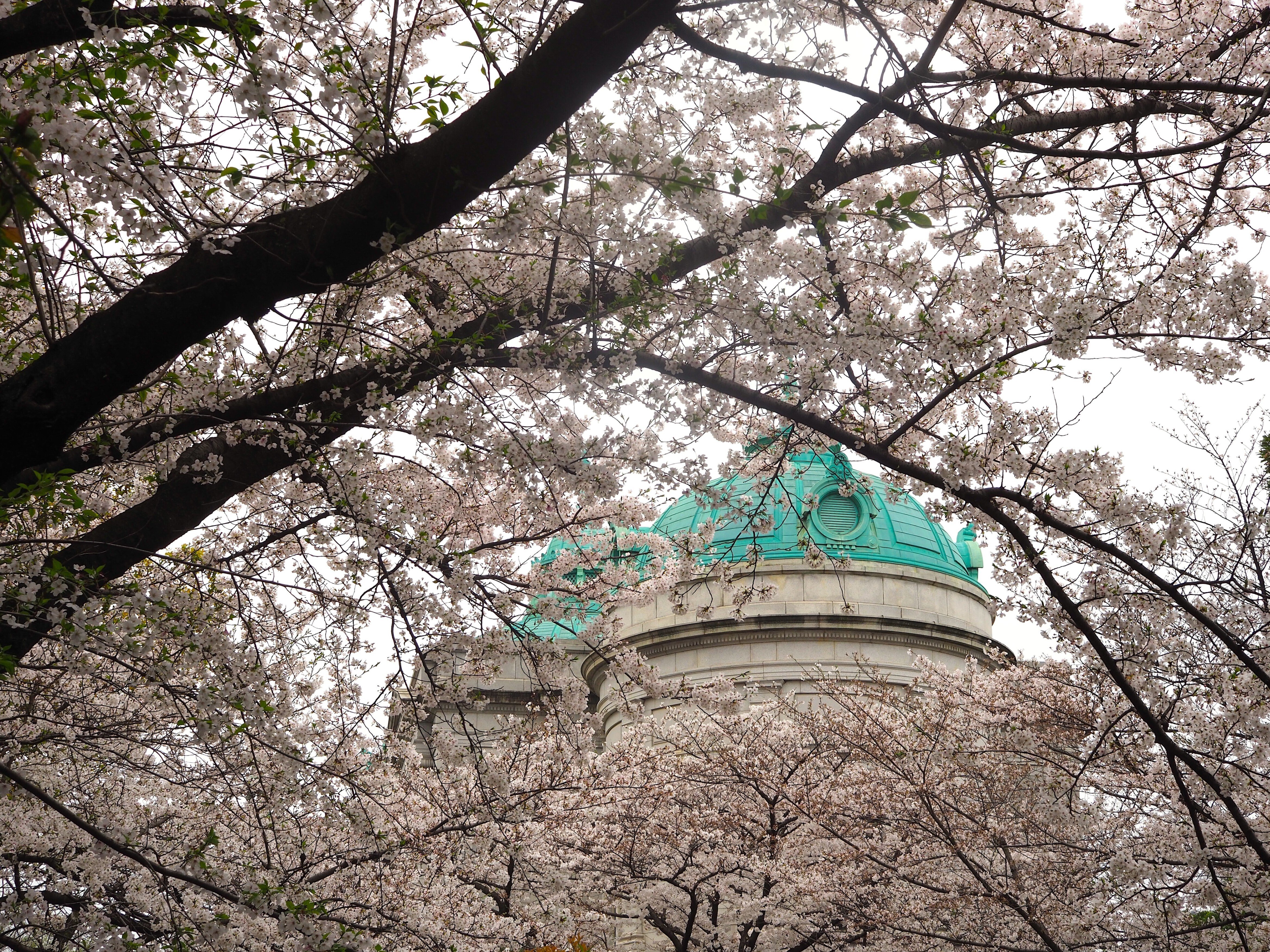 道楽堂 猫舎 季節のお飾り 外景色 春らんまん 道楽堂 猫舎 季節のお飾り 外景色 春らんまん 楽天市場】道楽堂猫