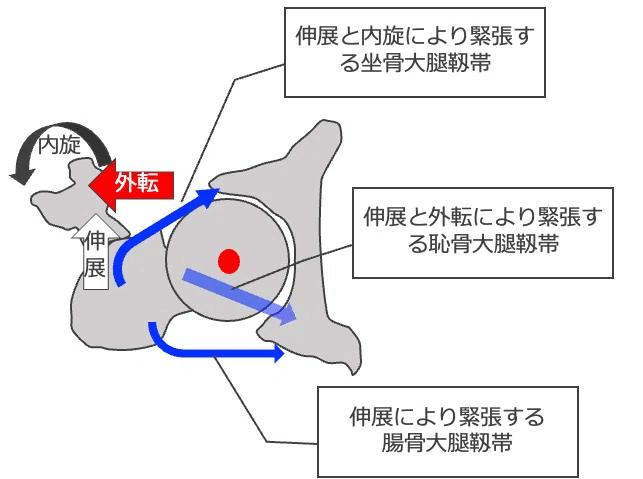 股関節の評価②｜加藤淳