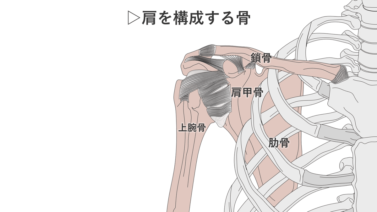 肩関節3つの安定化-骨構造・軟部組織・肩甲骨機能-｜肩関節機能研究会 郷間