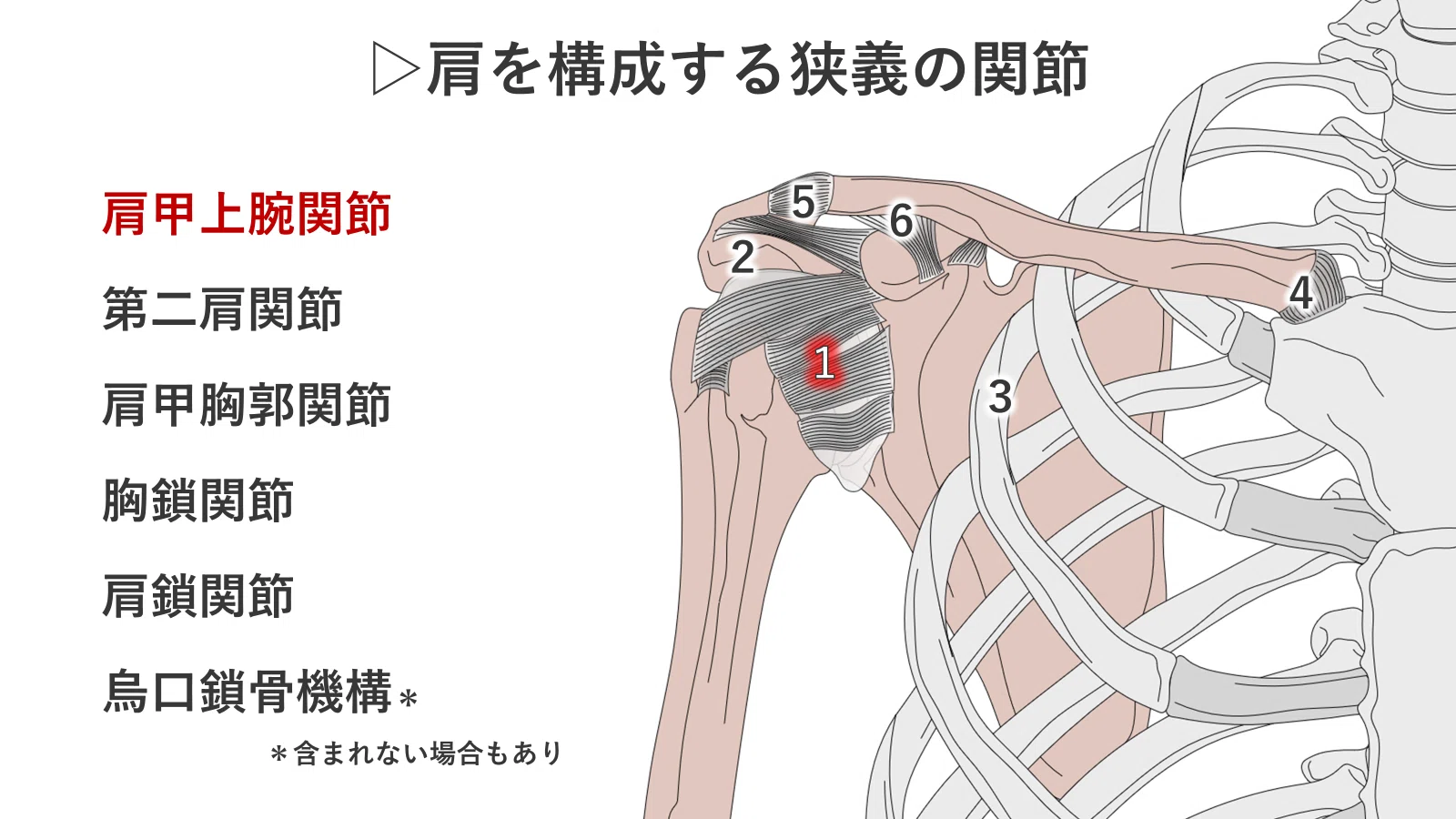 肩関節3つの安定化-骨構造・軟部組織・肩甲骨機能- 肩関節機能研究会 郷間
