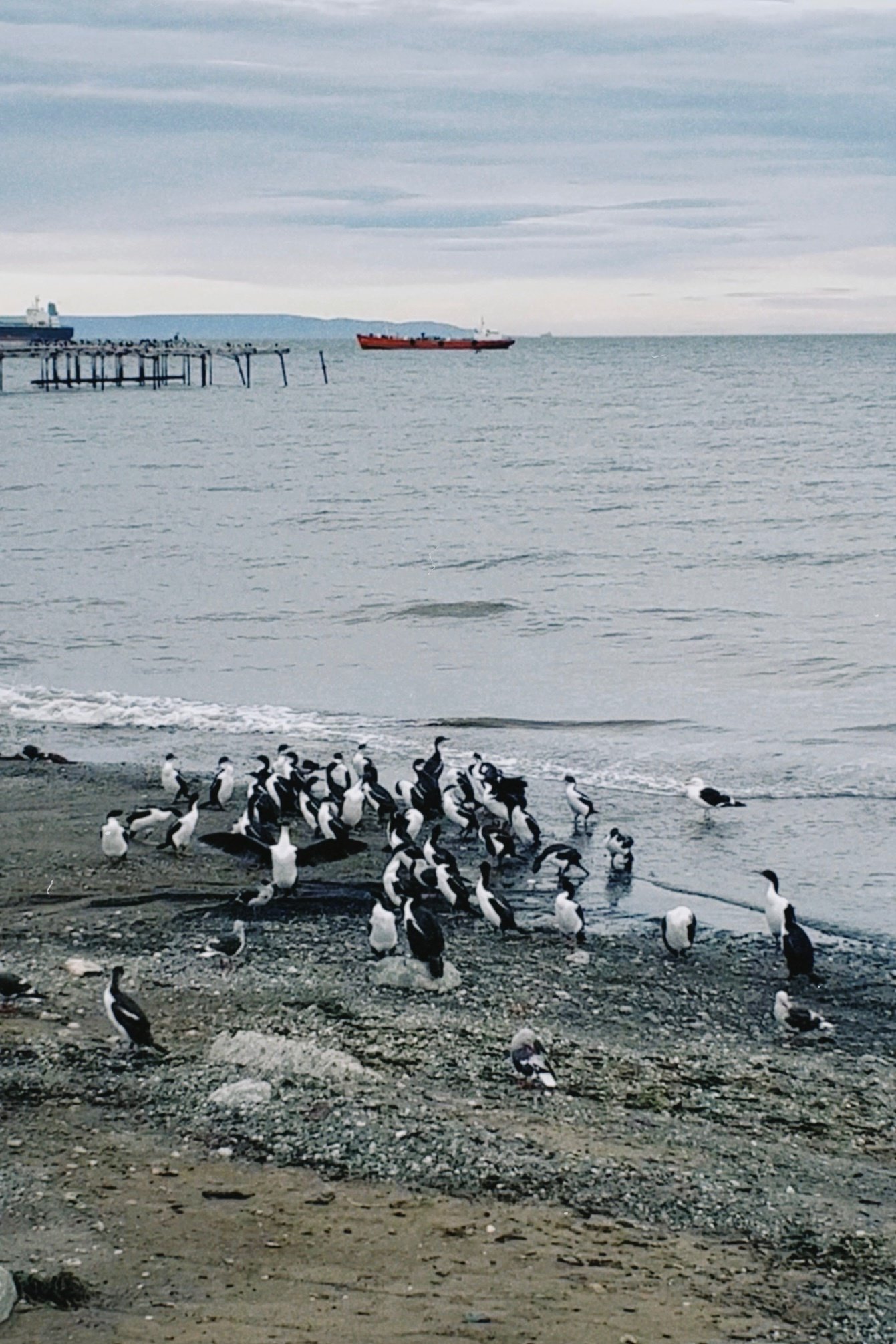 旅の日常化(プンタアレナス/チリ)パタゴニア｜maryo｜世界旅