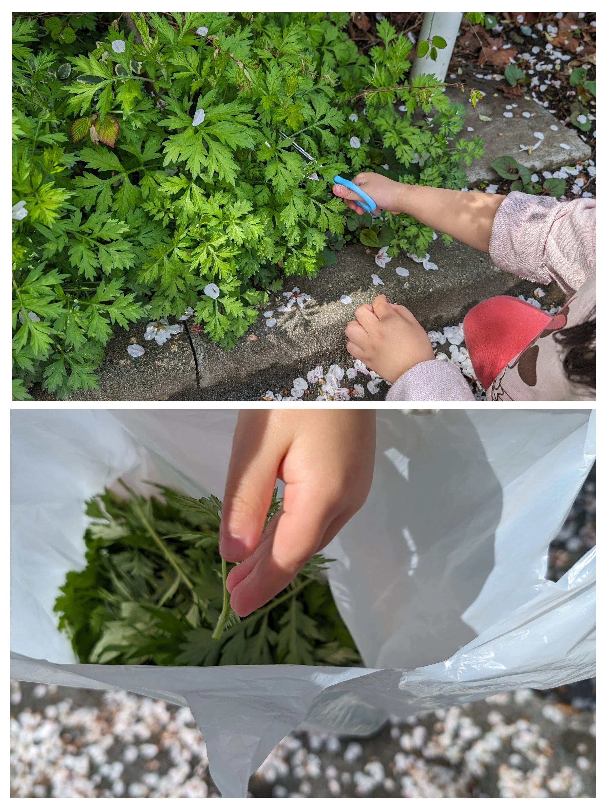 よもぎペーストの作り方、春の恵みを手軽に楽しむ節約レシピ！｜松樹悠