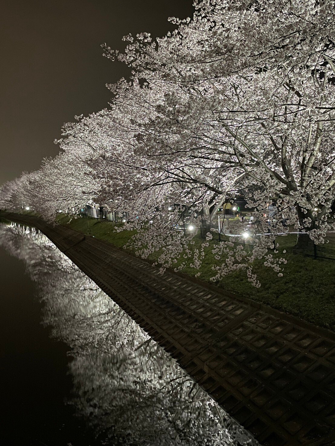 邦楽 Natural 購入不可】天然 桜 倒木 テラリウム 桜びより 地蔵 テラリウム